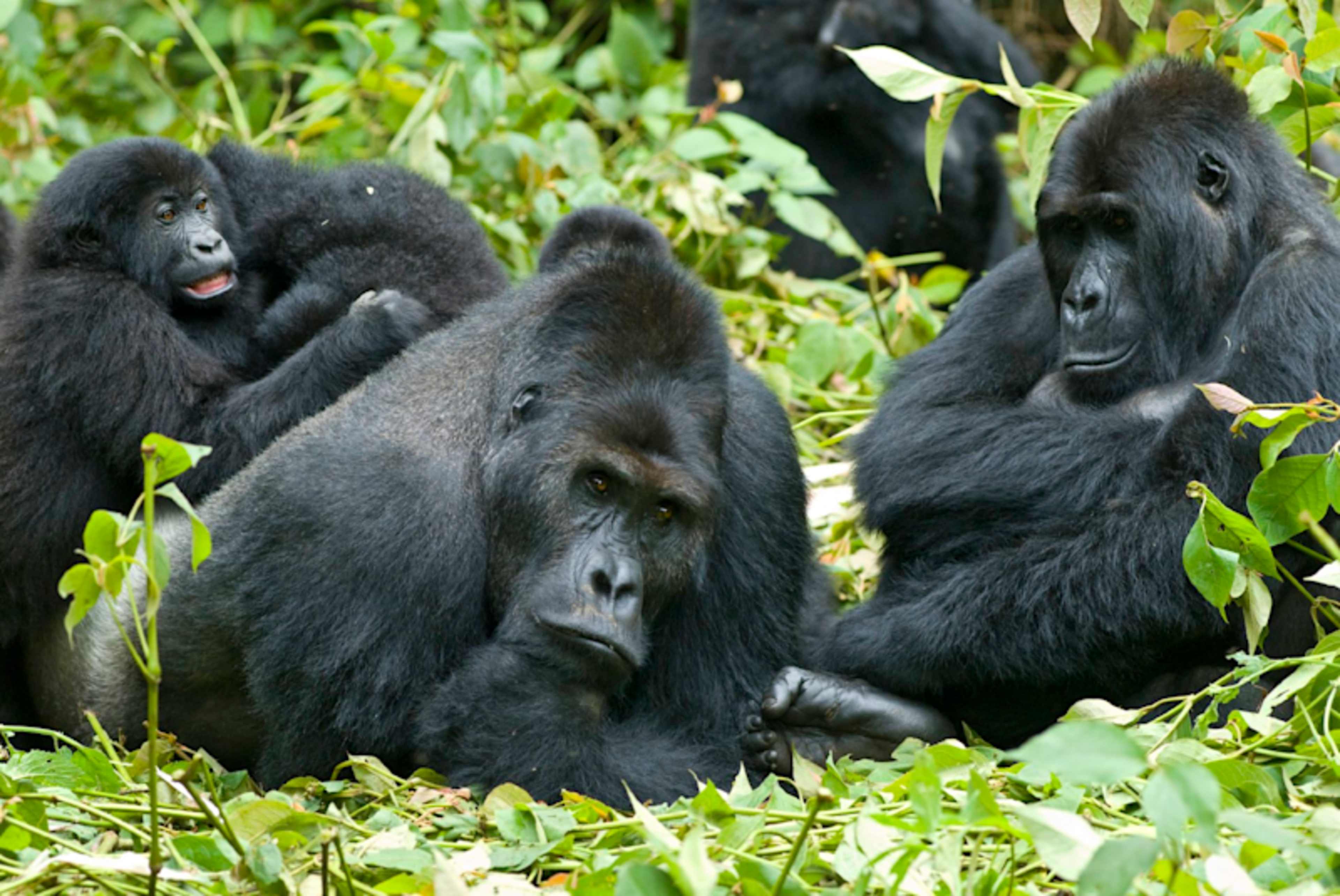 Kenya & Uganda: Gorillas & Big Five Adventure photo 1