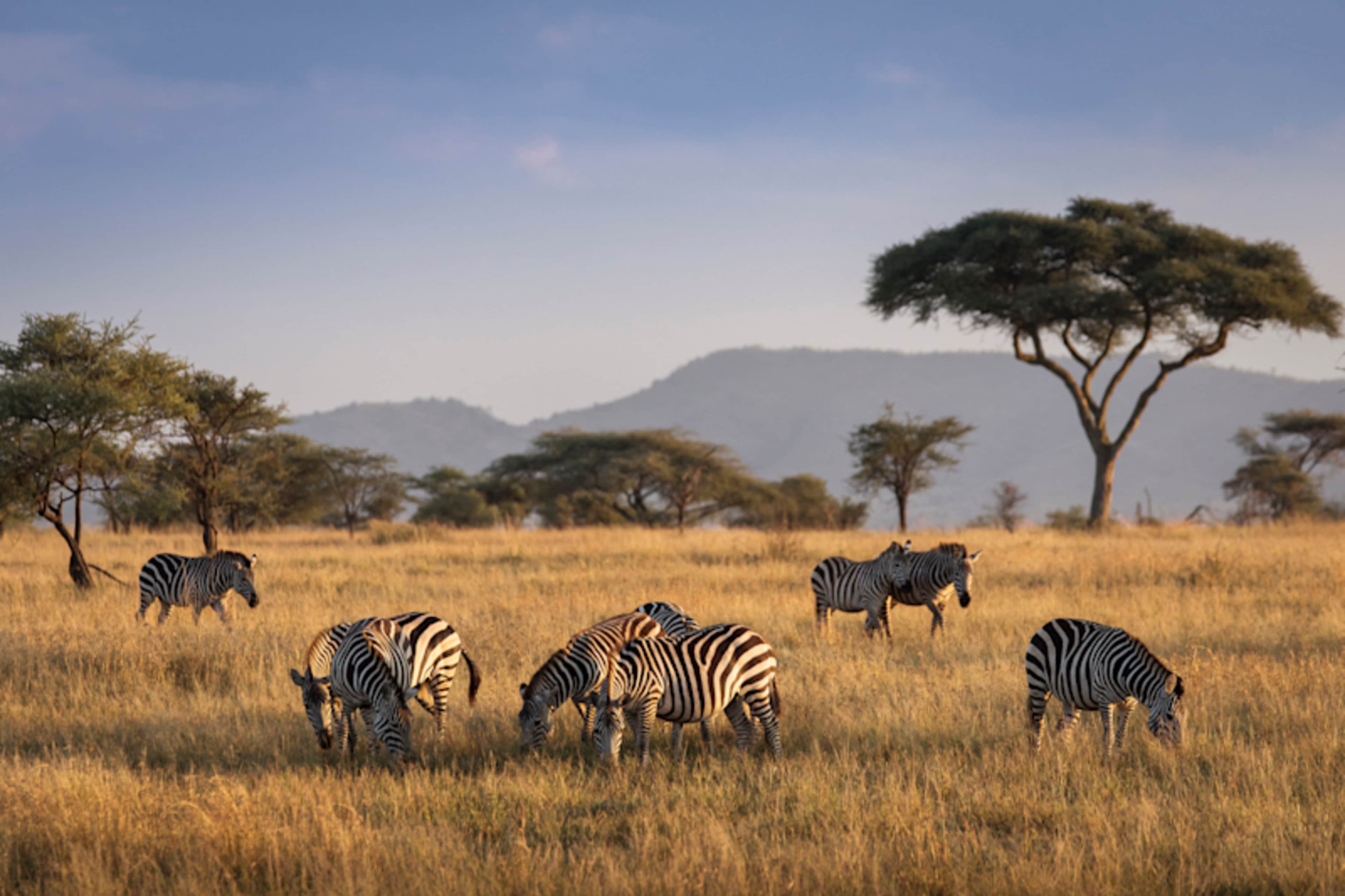 Uncharted Tanzania: North to South Safari photo 1