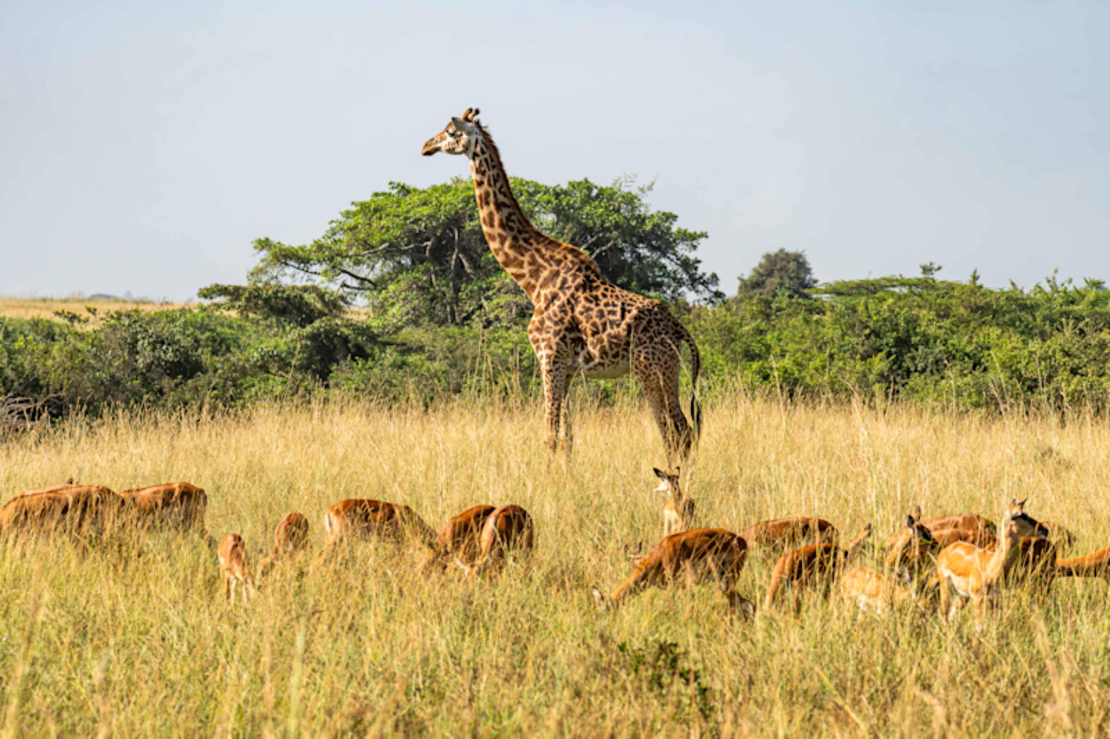 Uncharted Tanzania: North to South Safari photo 4
