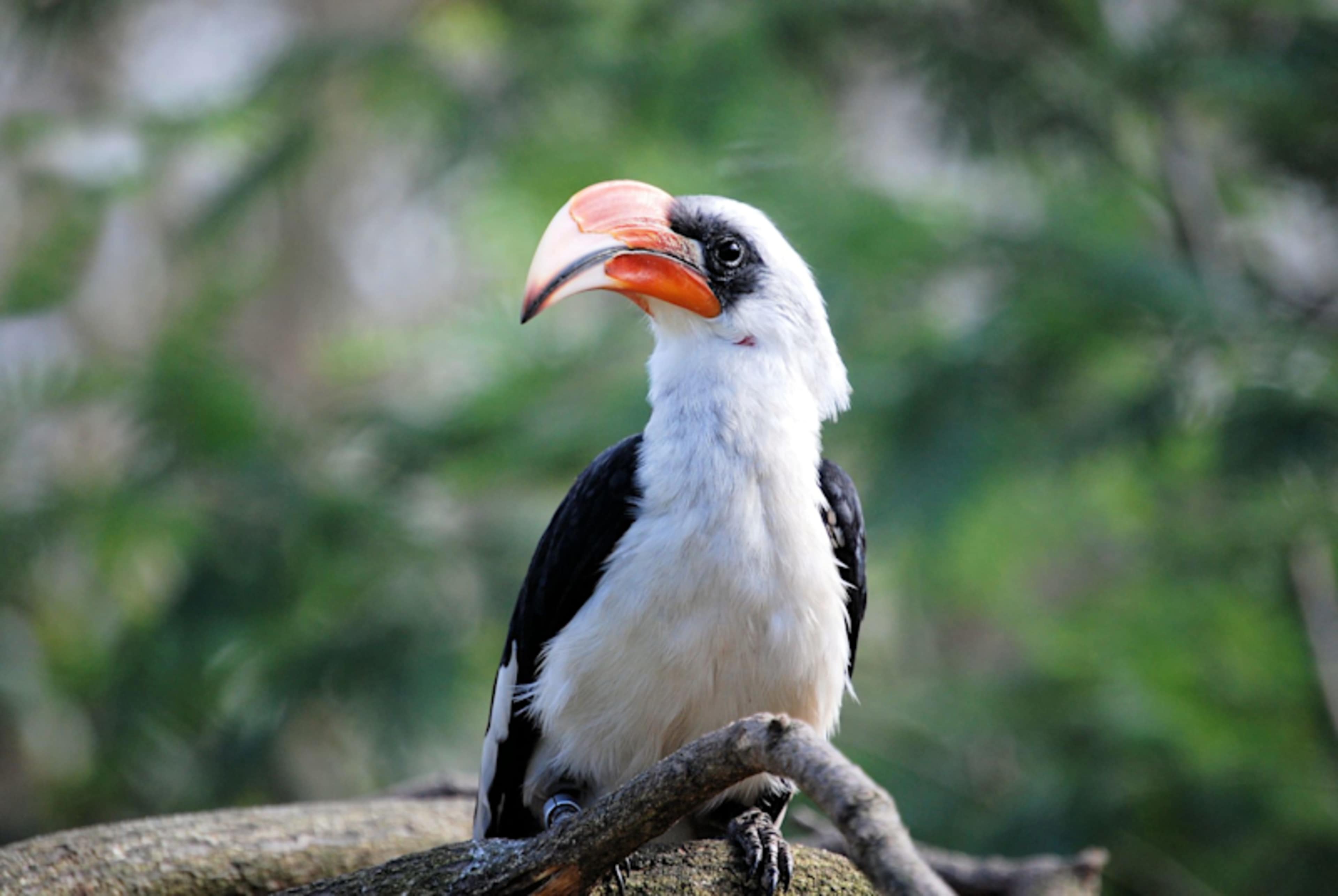 Wildlife Wonders of Malaysia photo 4