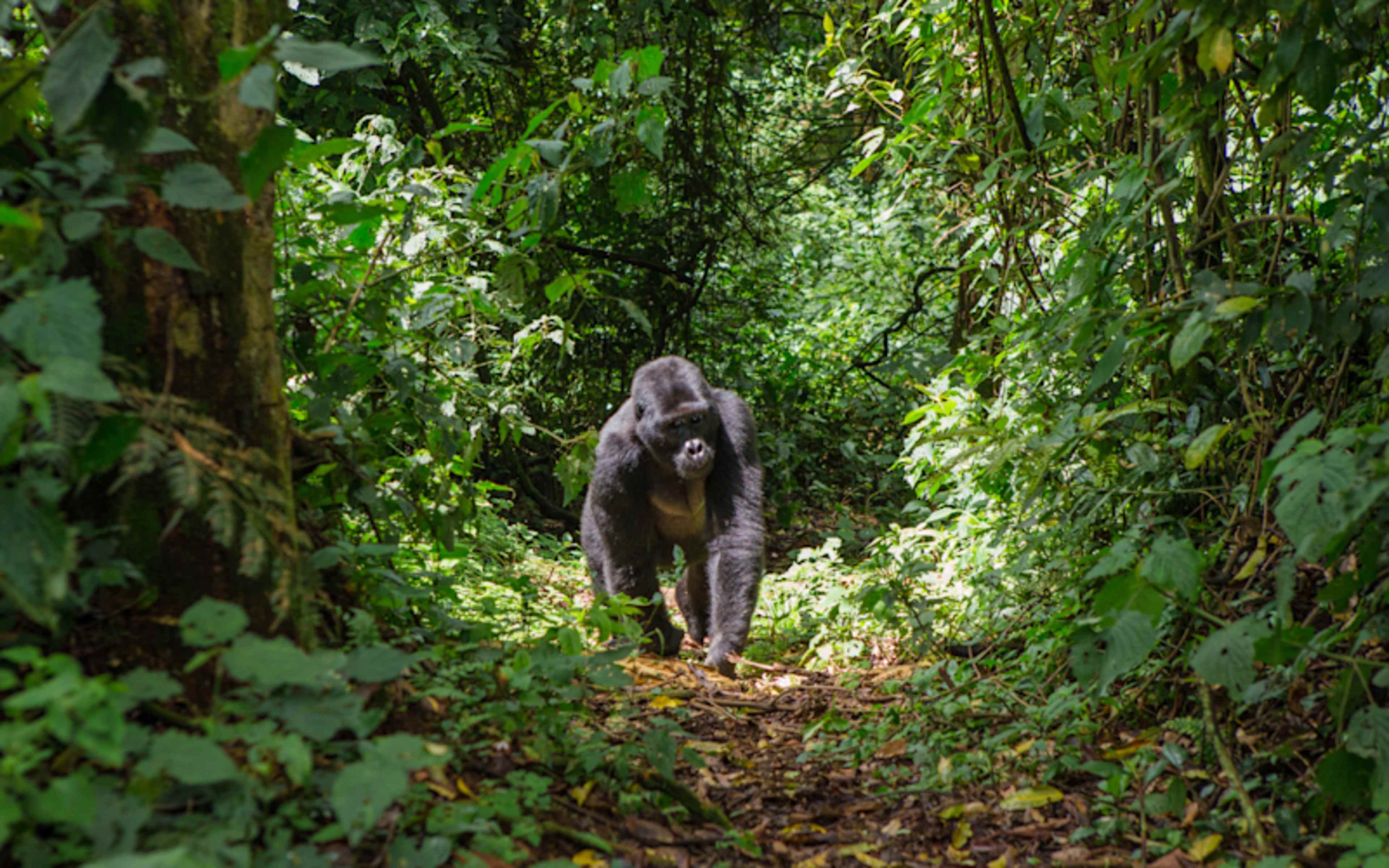 Legends of the Wild: Uganda Luxury Safari photo 1