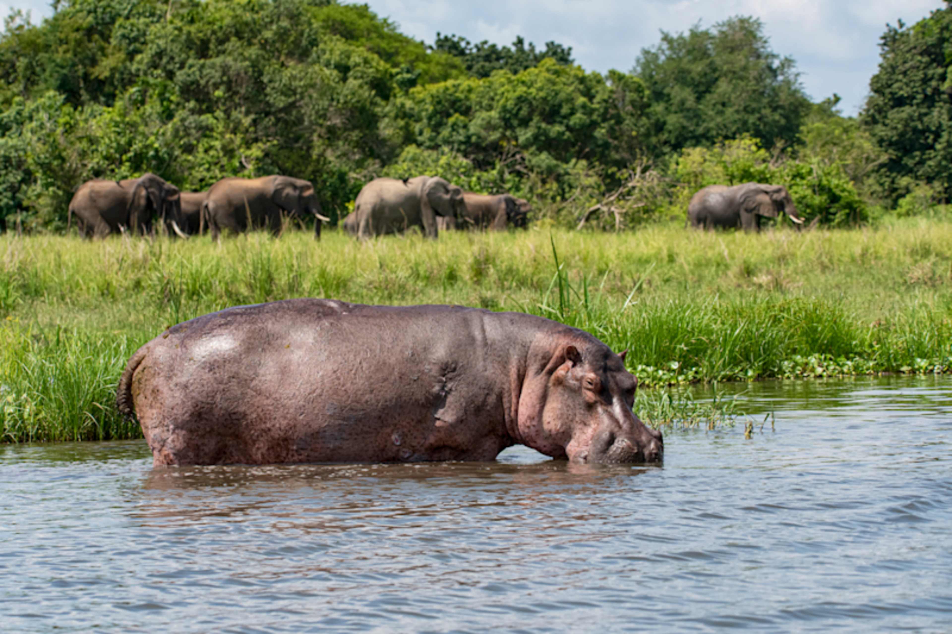 Legends of the Wild: Uganda Luxury Safari photo 2