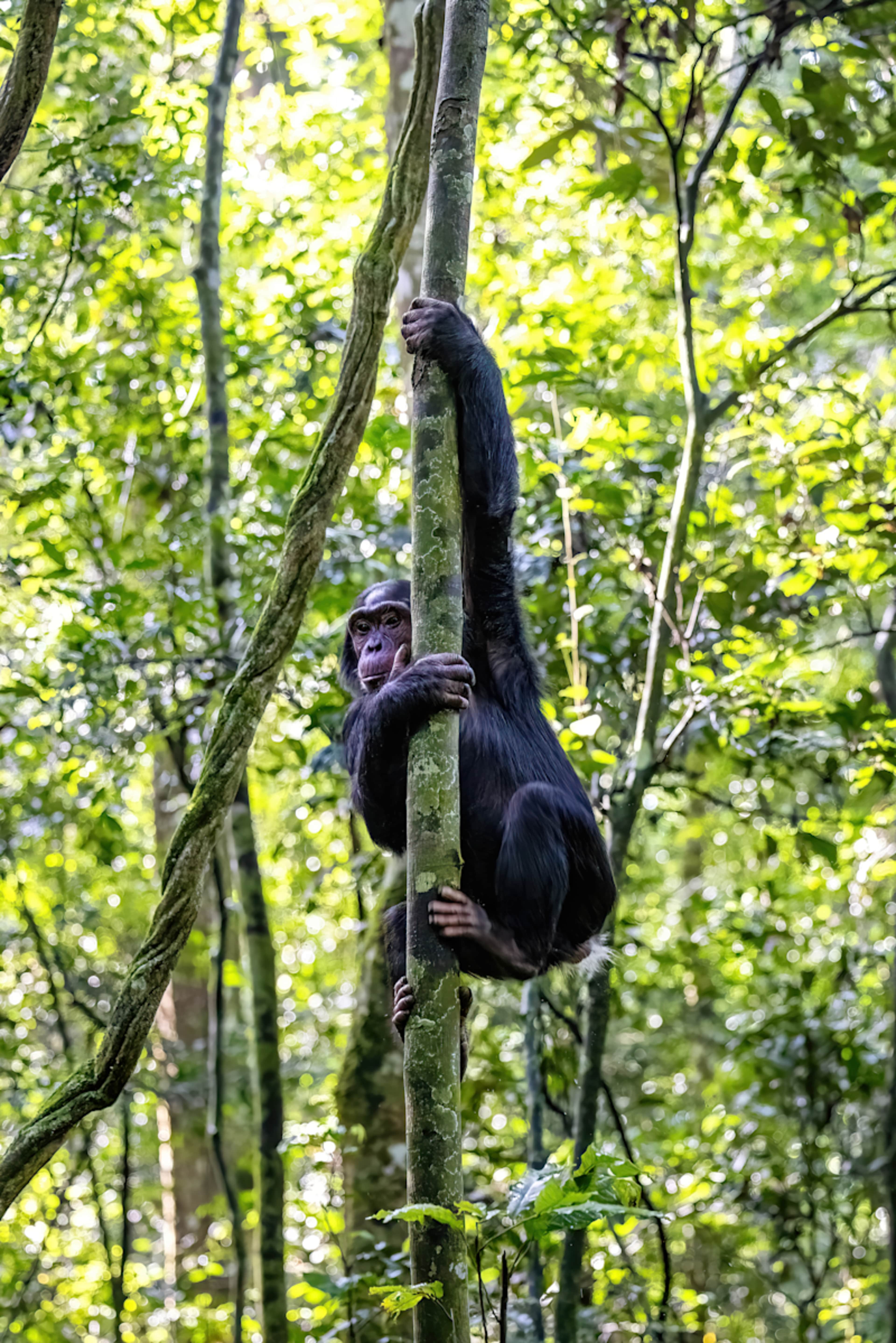 Legends of the Wild: Uganda Luxury Safari photo 3
