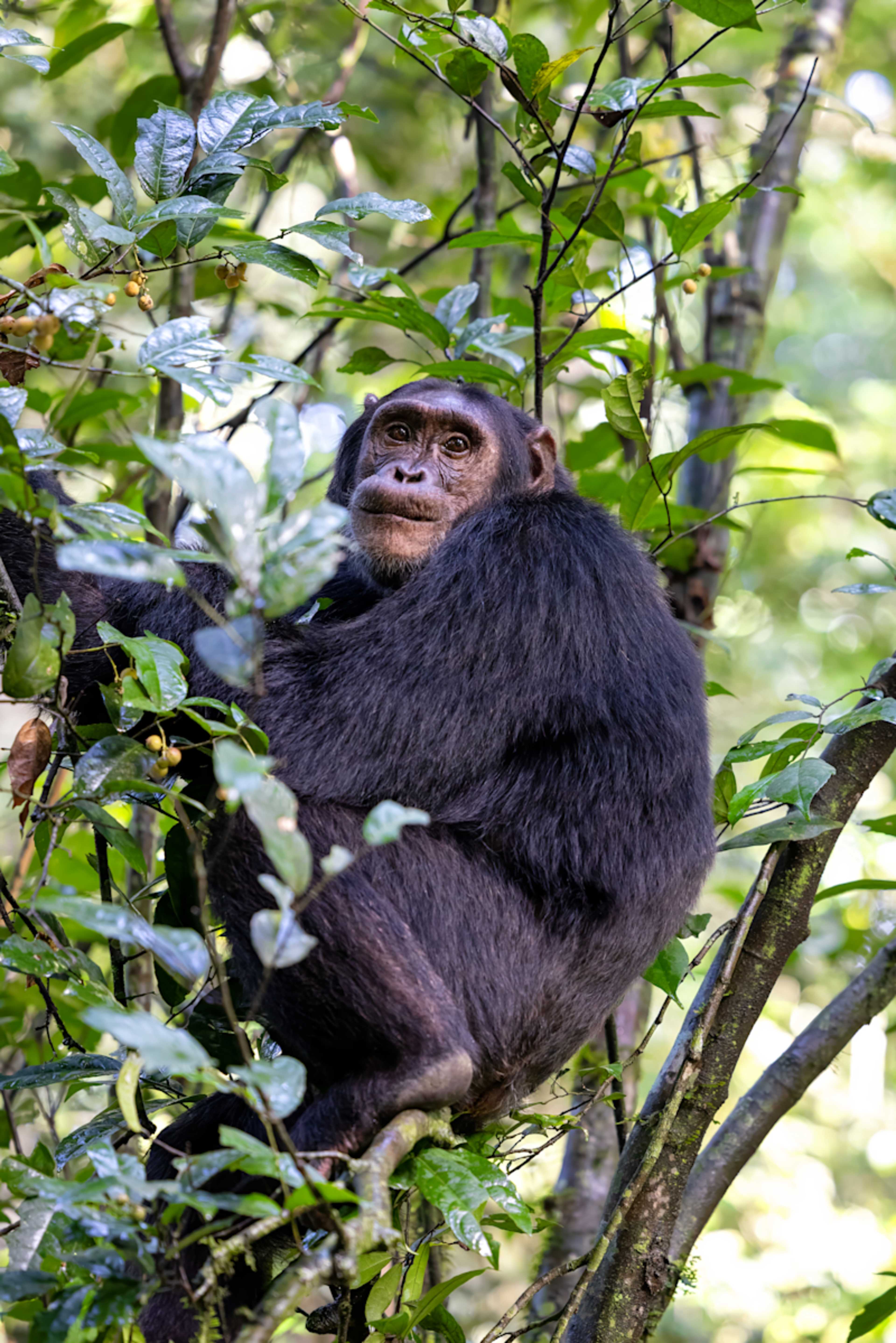 Uganda Gorillas and Game Tracker photo 2
