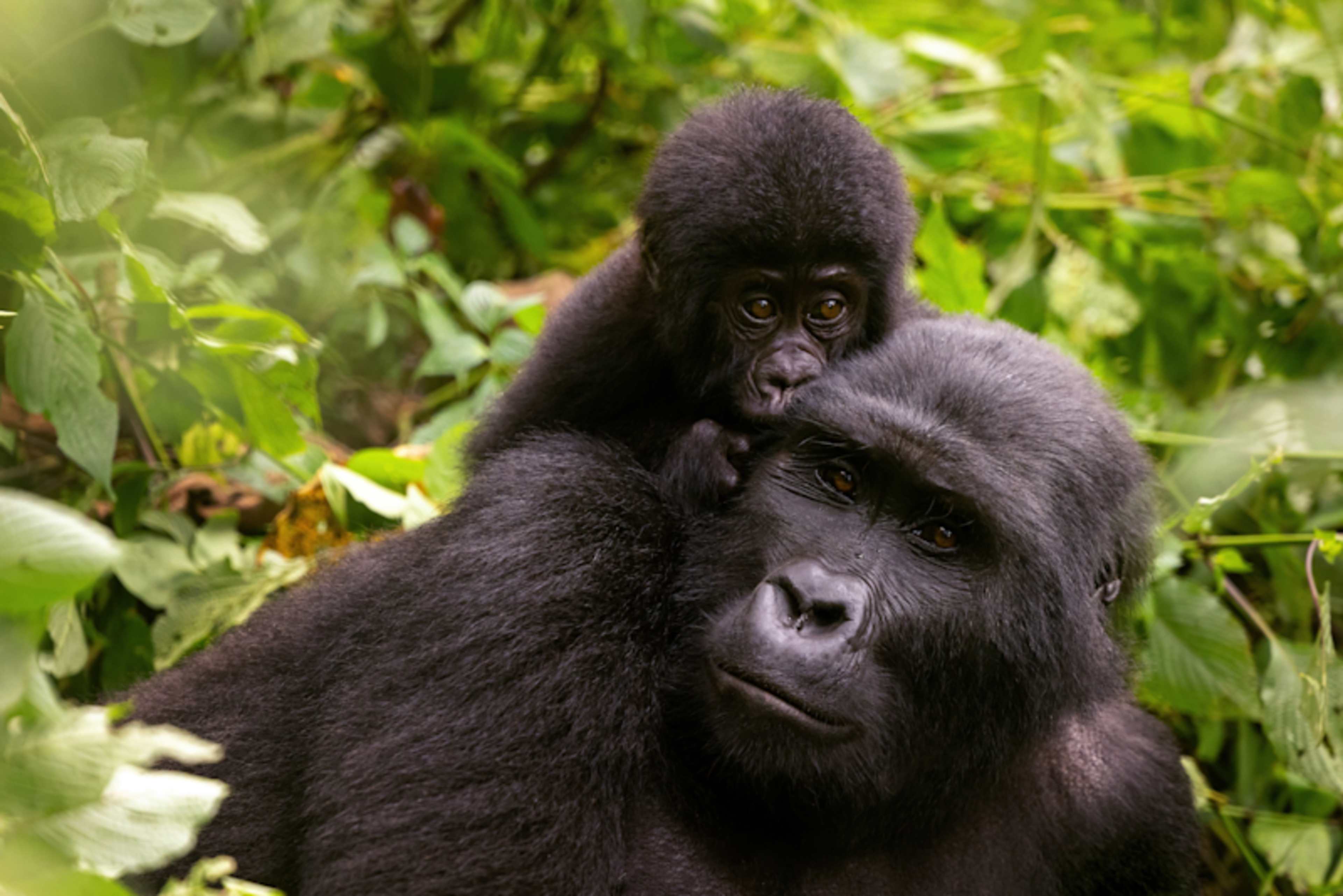 Uganda Gorillas and Game Tracker photo 4