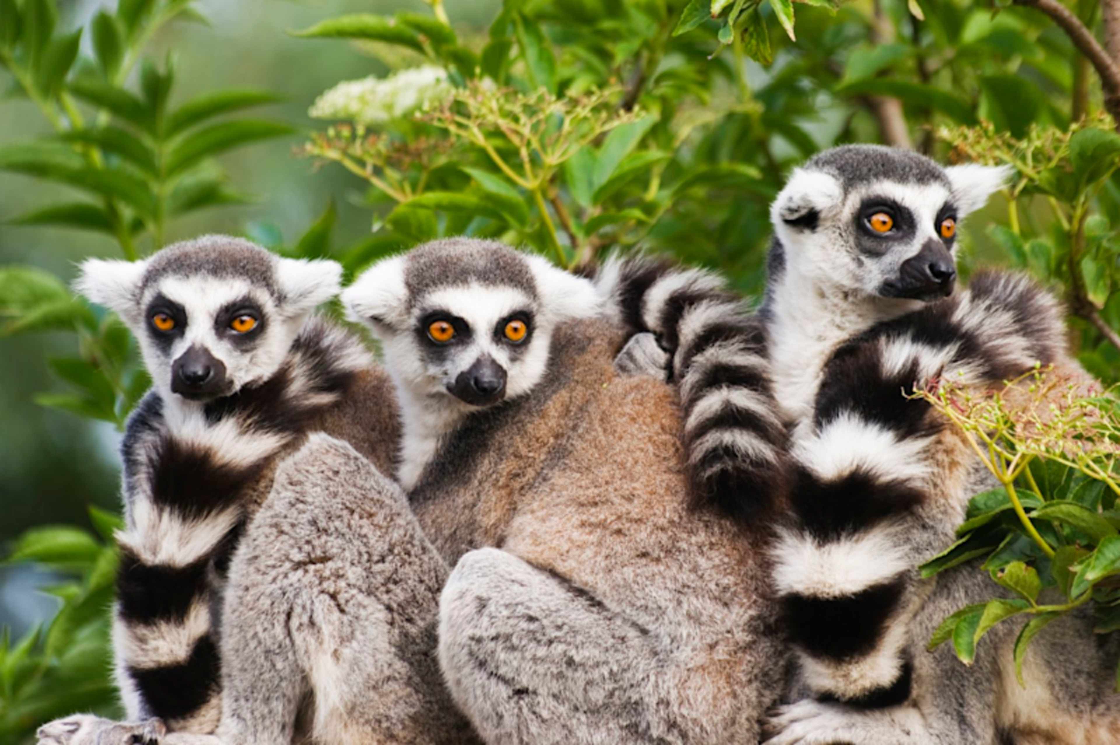 Madagascar Lemur Fever photo 1
