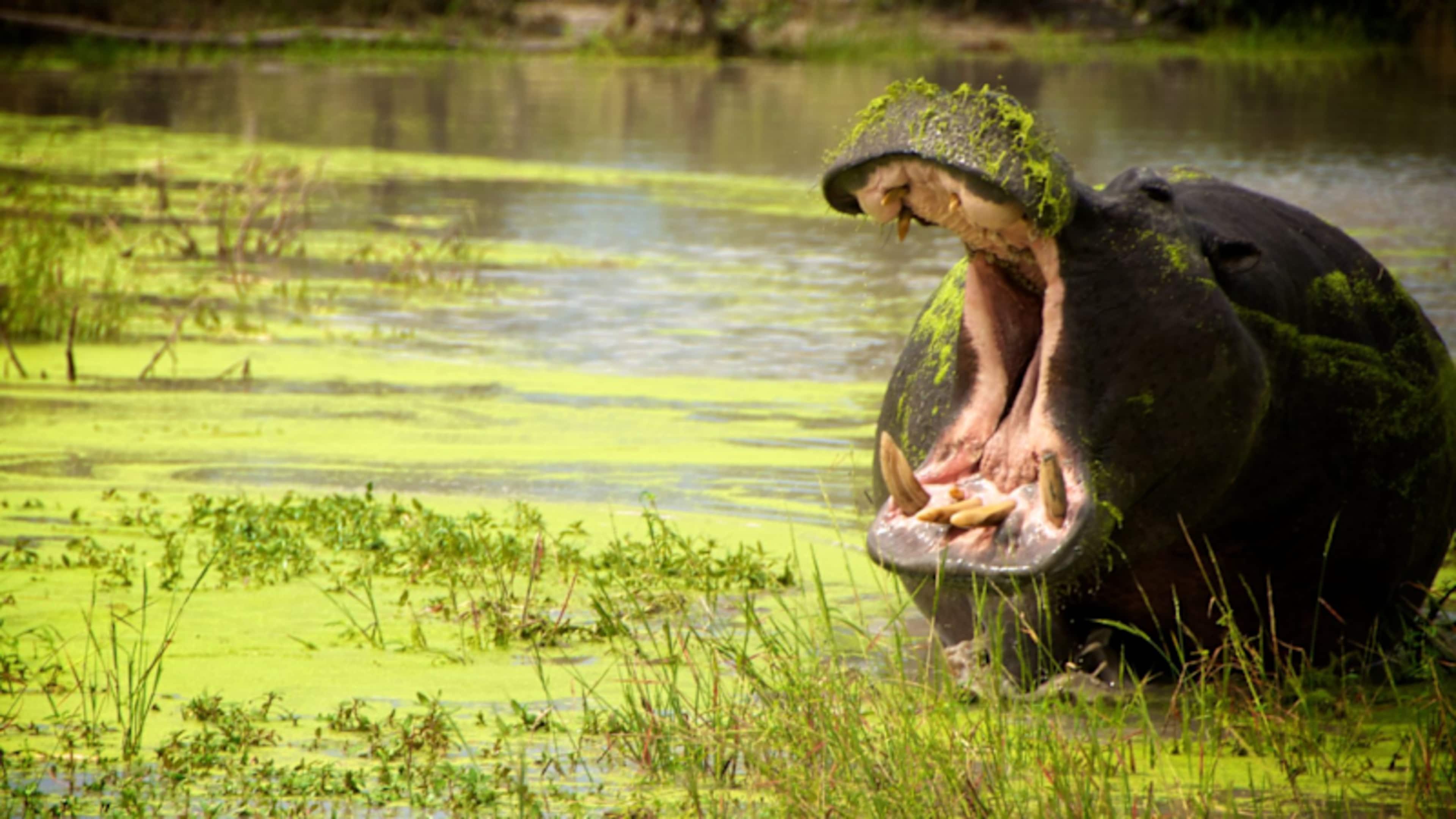 Wild Frontiers of Botswana & Namibia photo 4