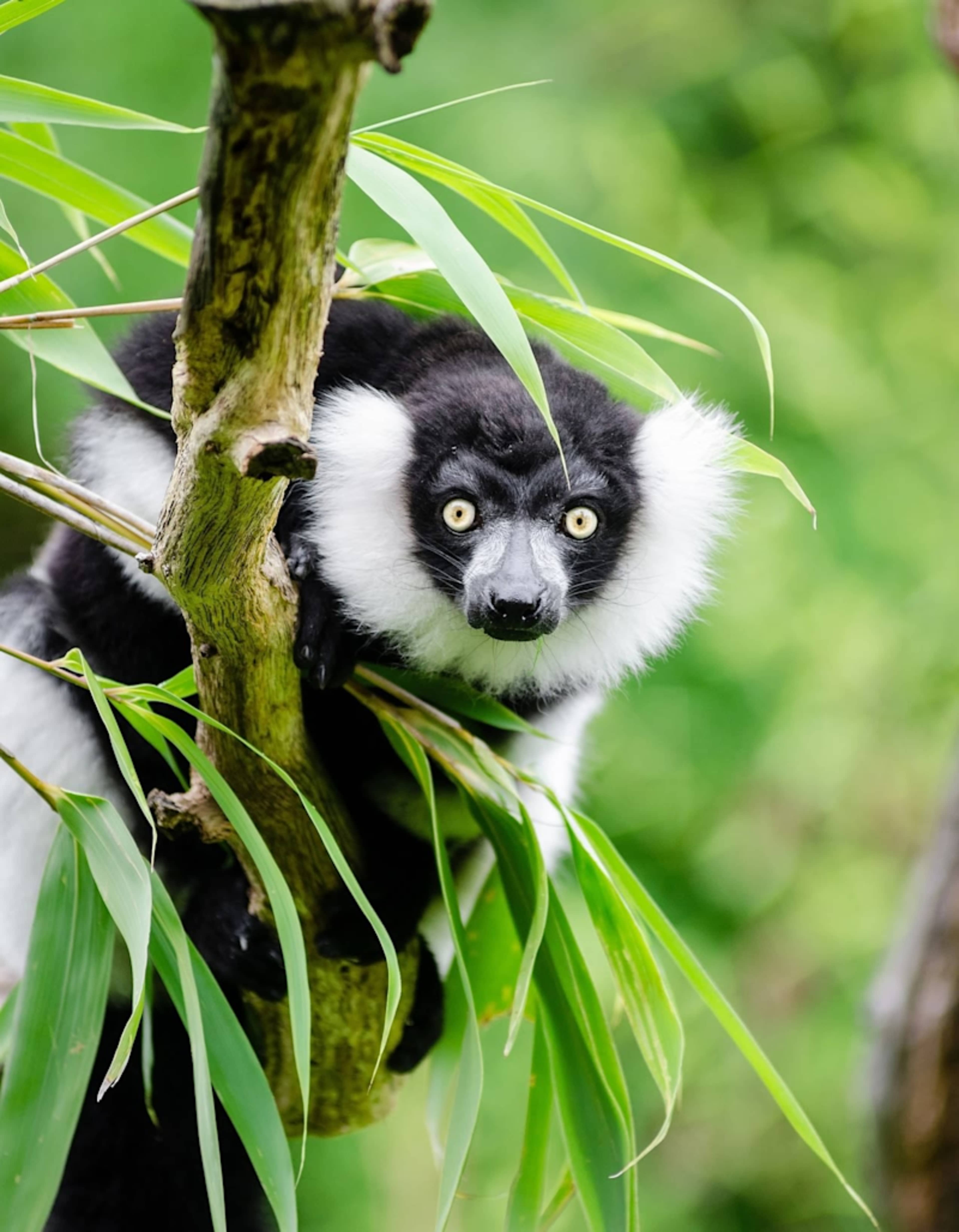 Madagascar’s Lemurs, Landscapes, & Beach Bliss photo 2