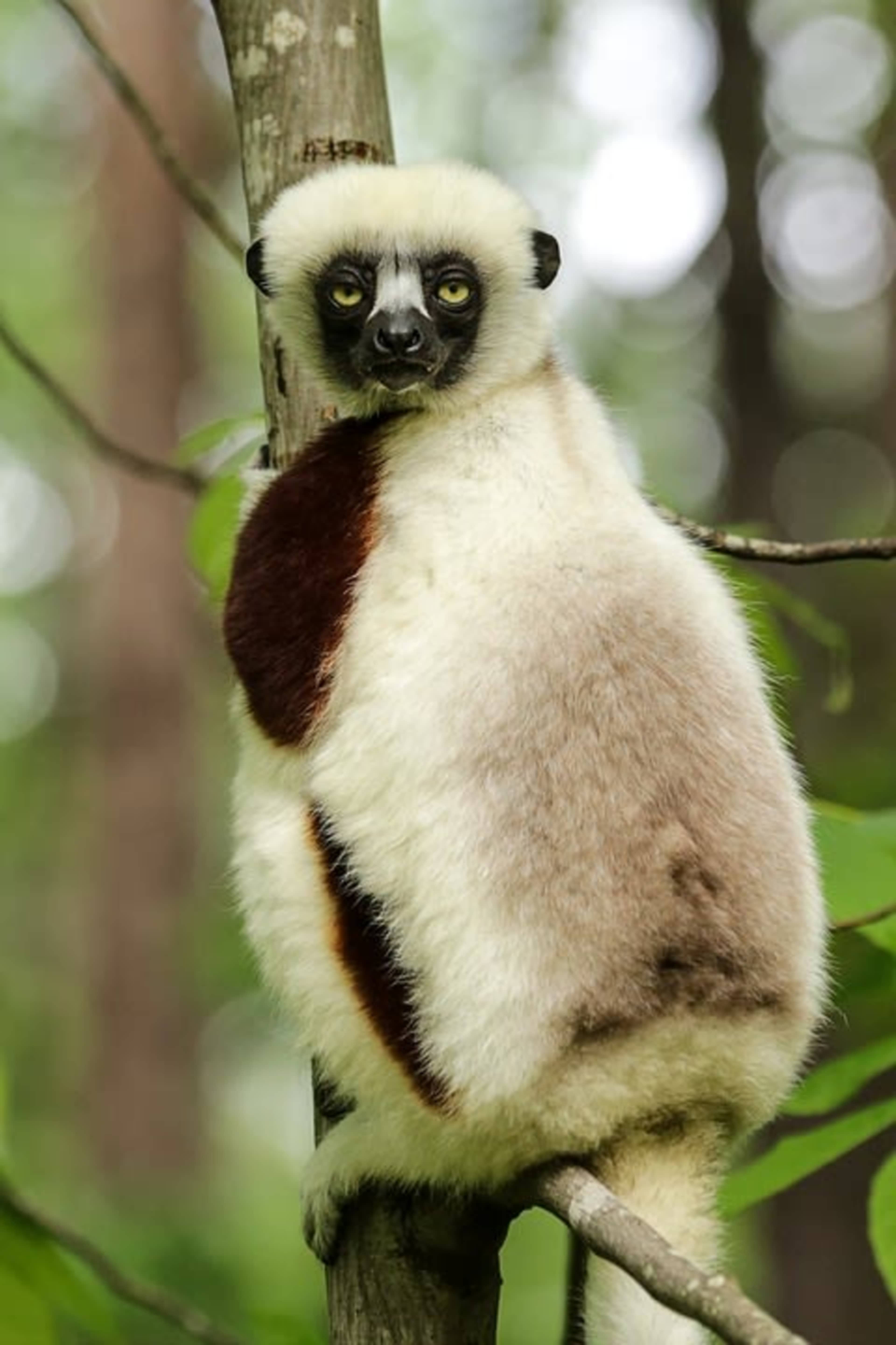Madagascar Lemur Fever photo 2