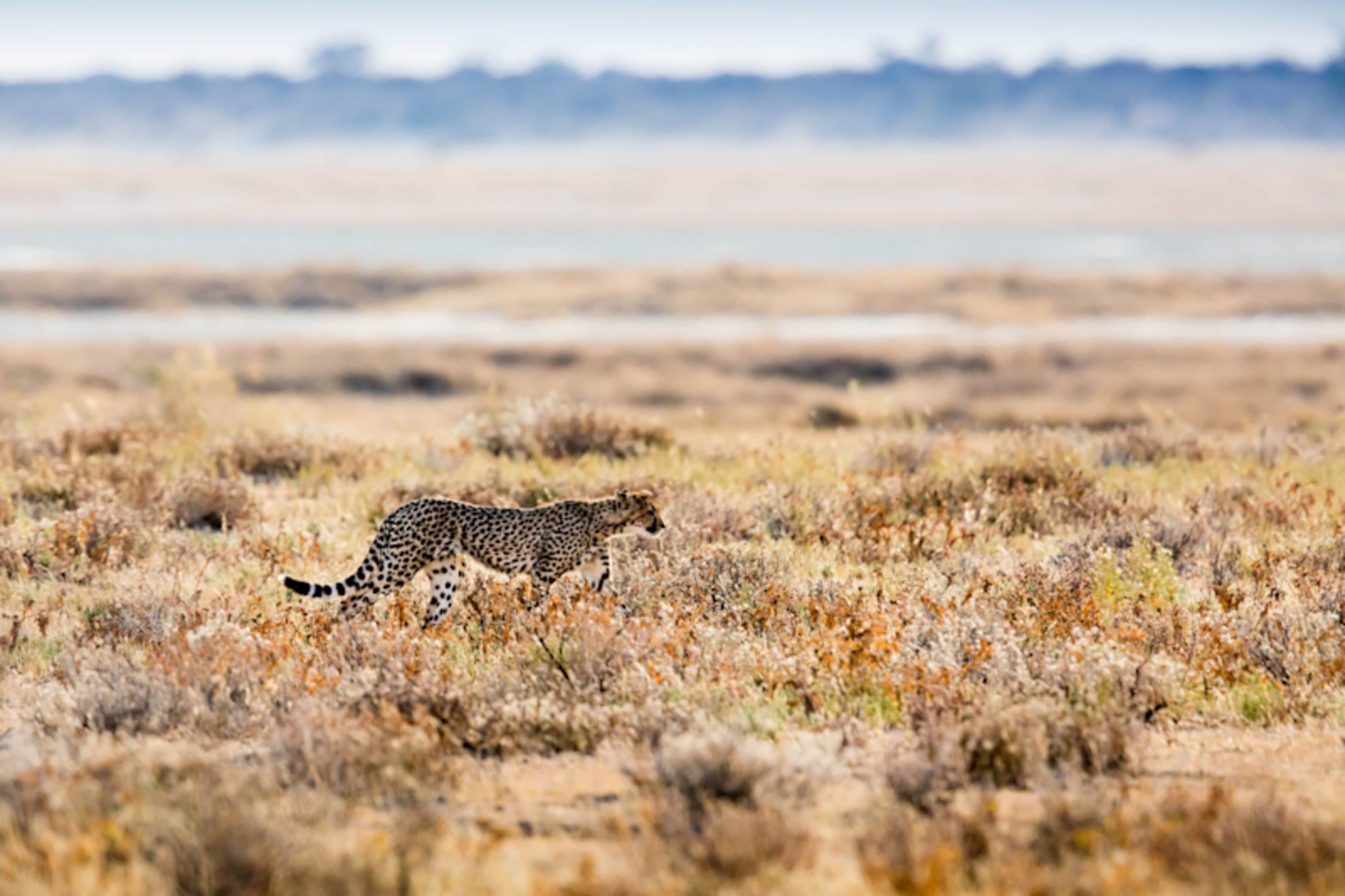 Best of Namibia photo 4