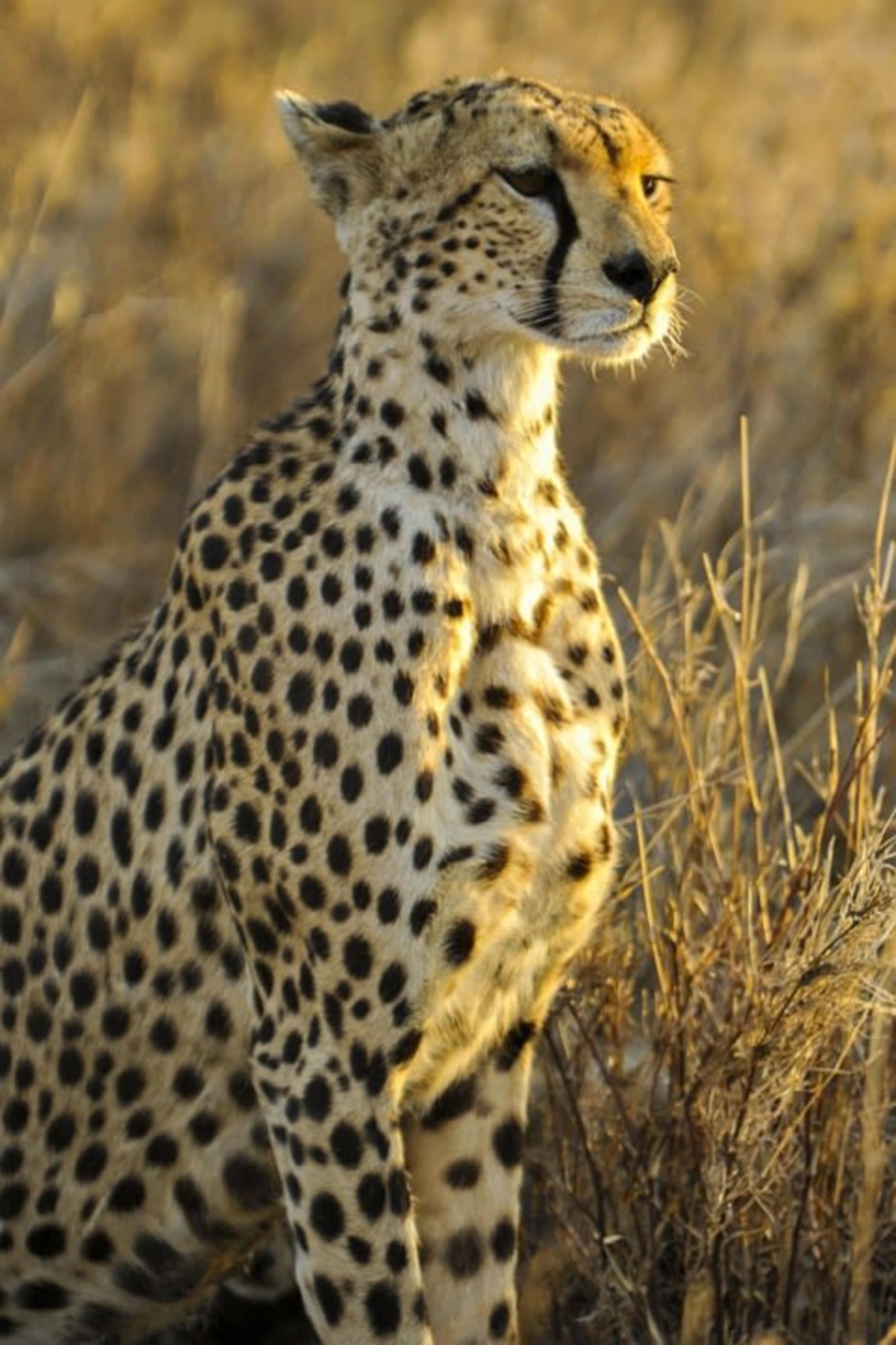 Wild Frontiers of Botswana & Namibia photo 2