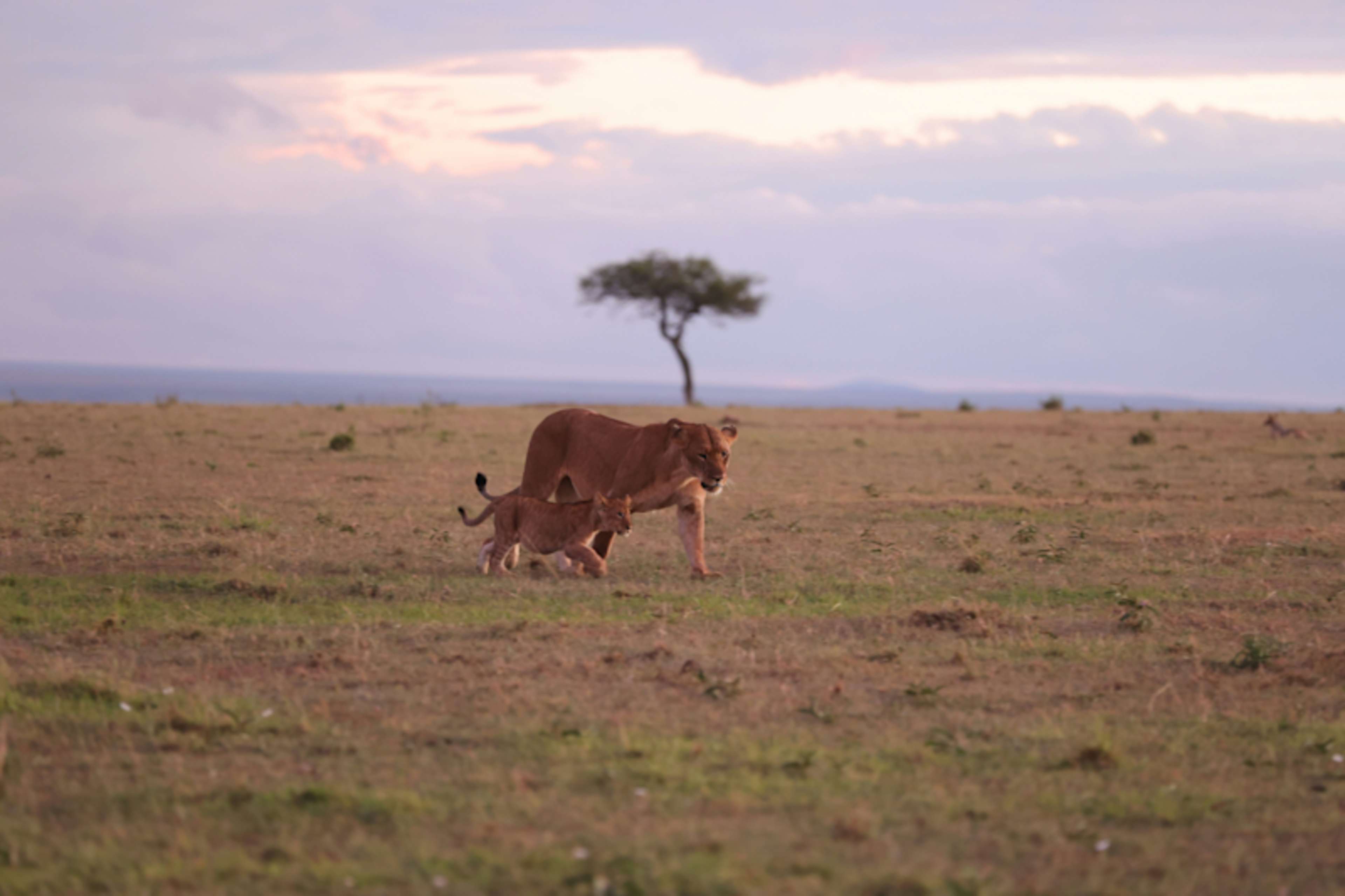 The Grand African Safari: Crater to Cape Town photo 4