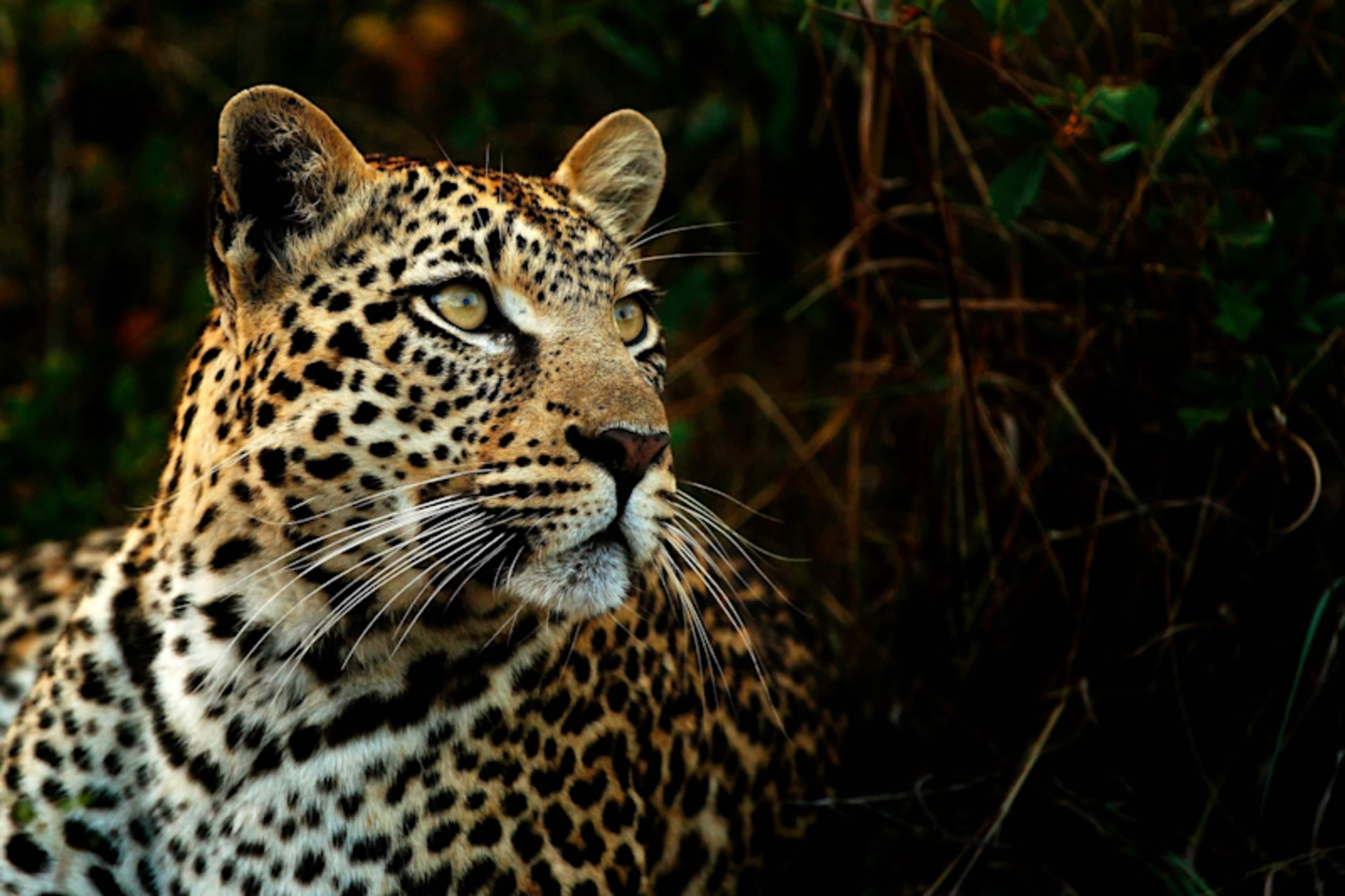 South Africa Culture & Cuisine photo 3