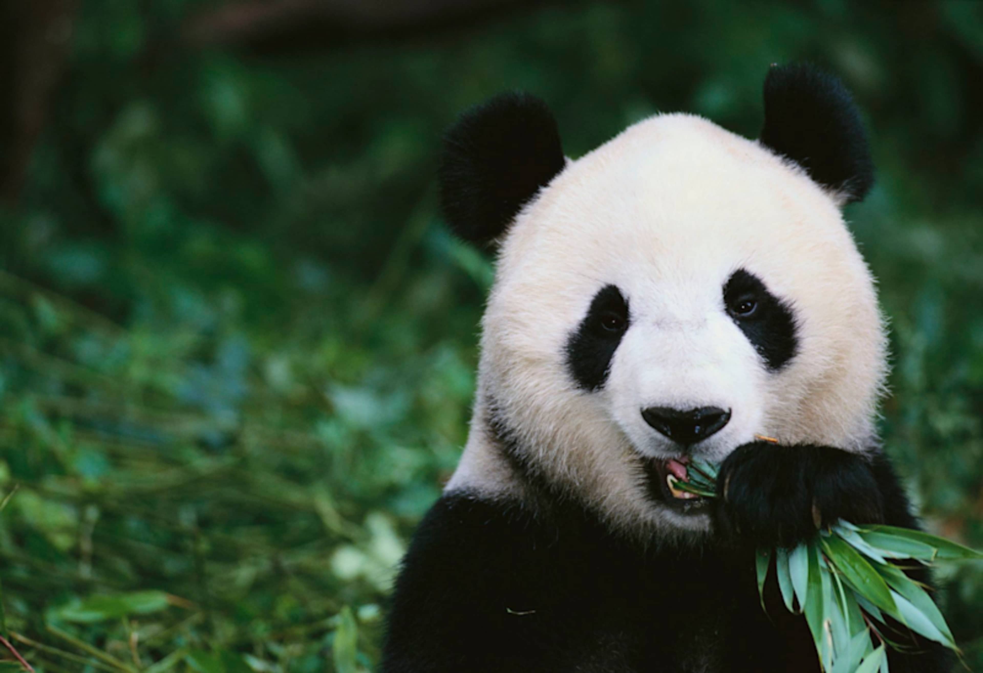 China Adventure and Panda Highlights photo 2