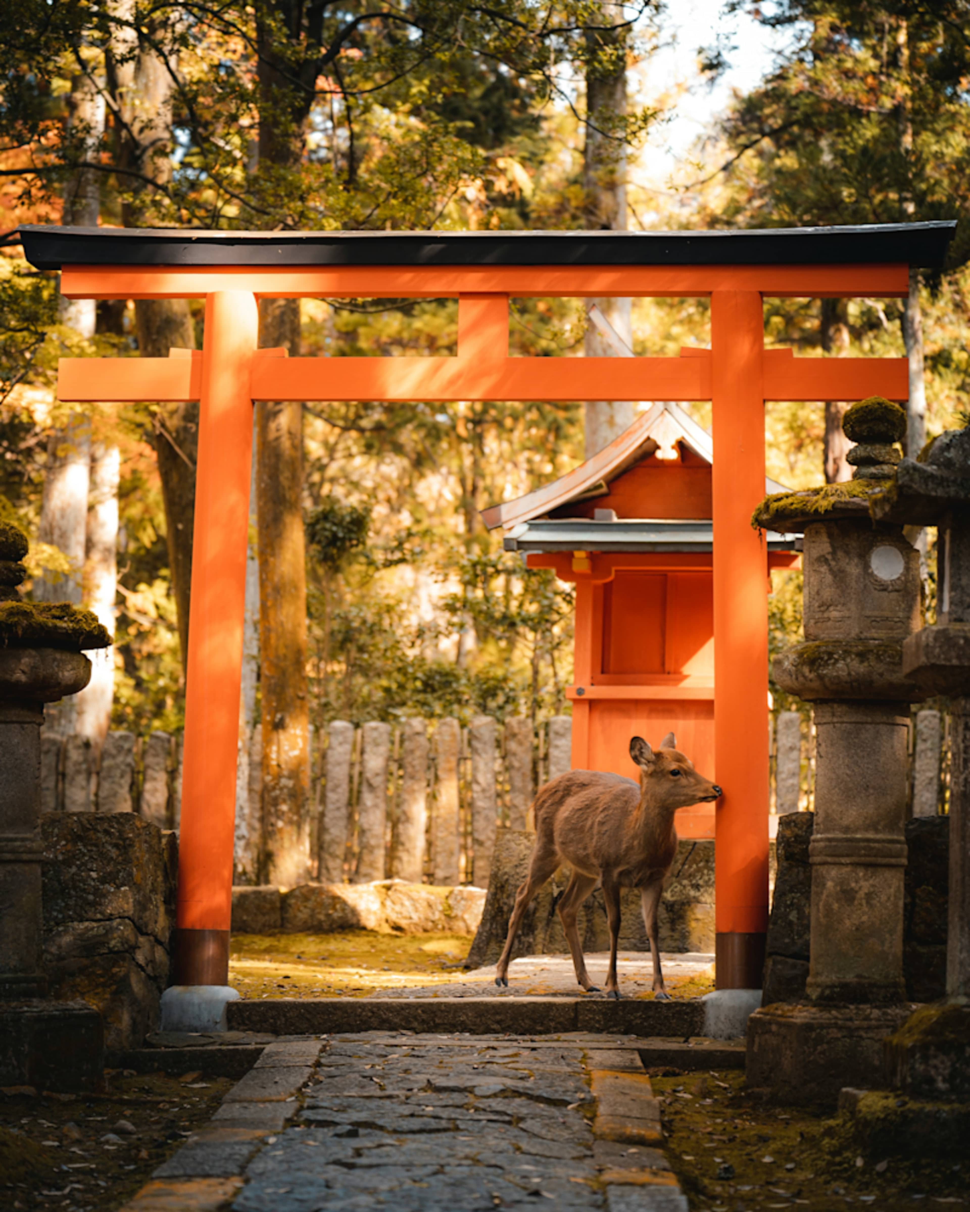 Essential Japan Discovery photo 2