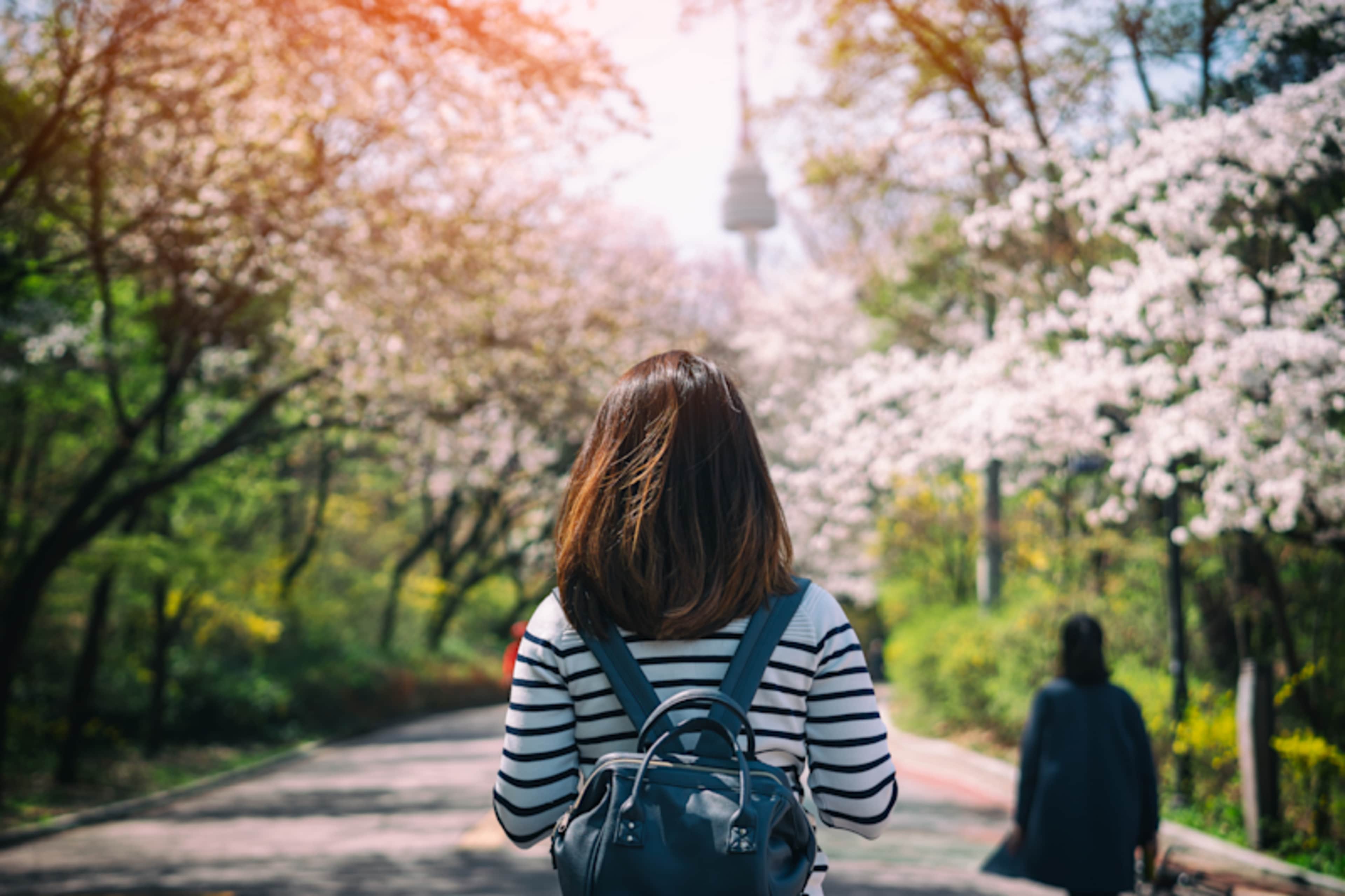 South Korea: Cherry Blossom Edition photo 4