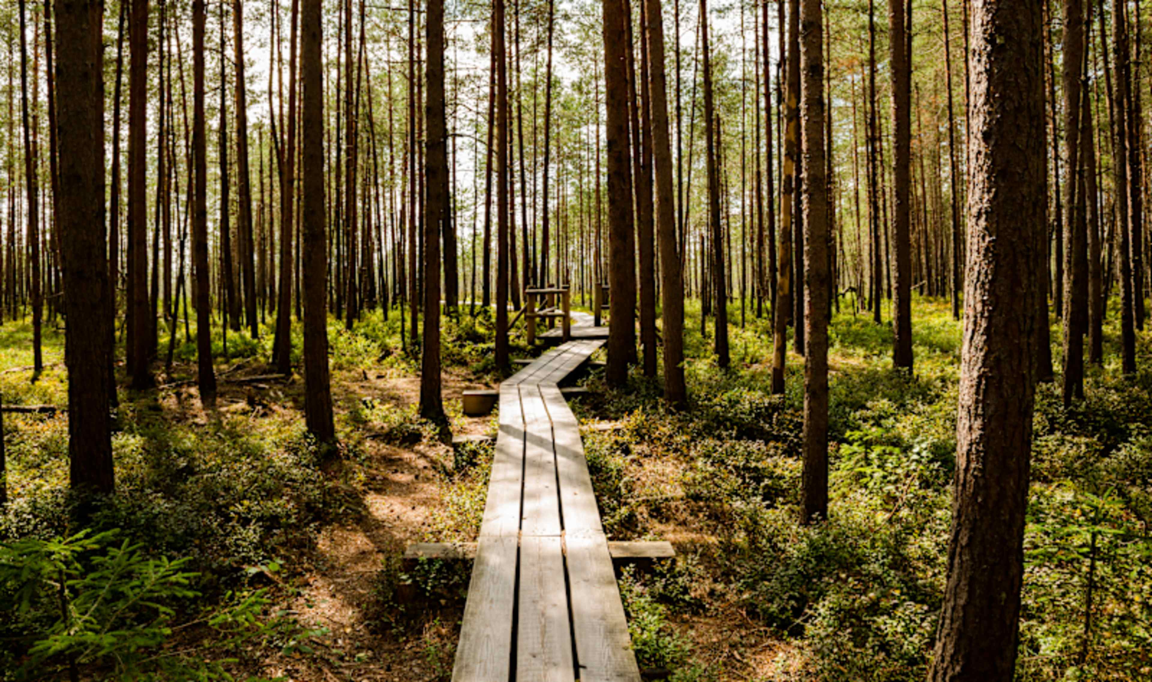 Baltics in Depth  photo 1