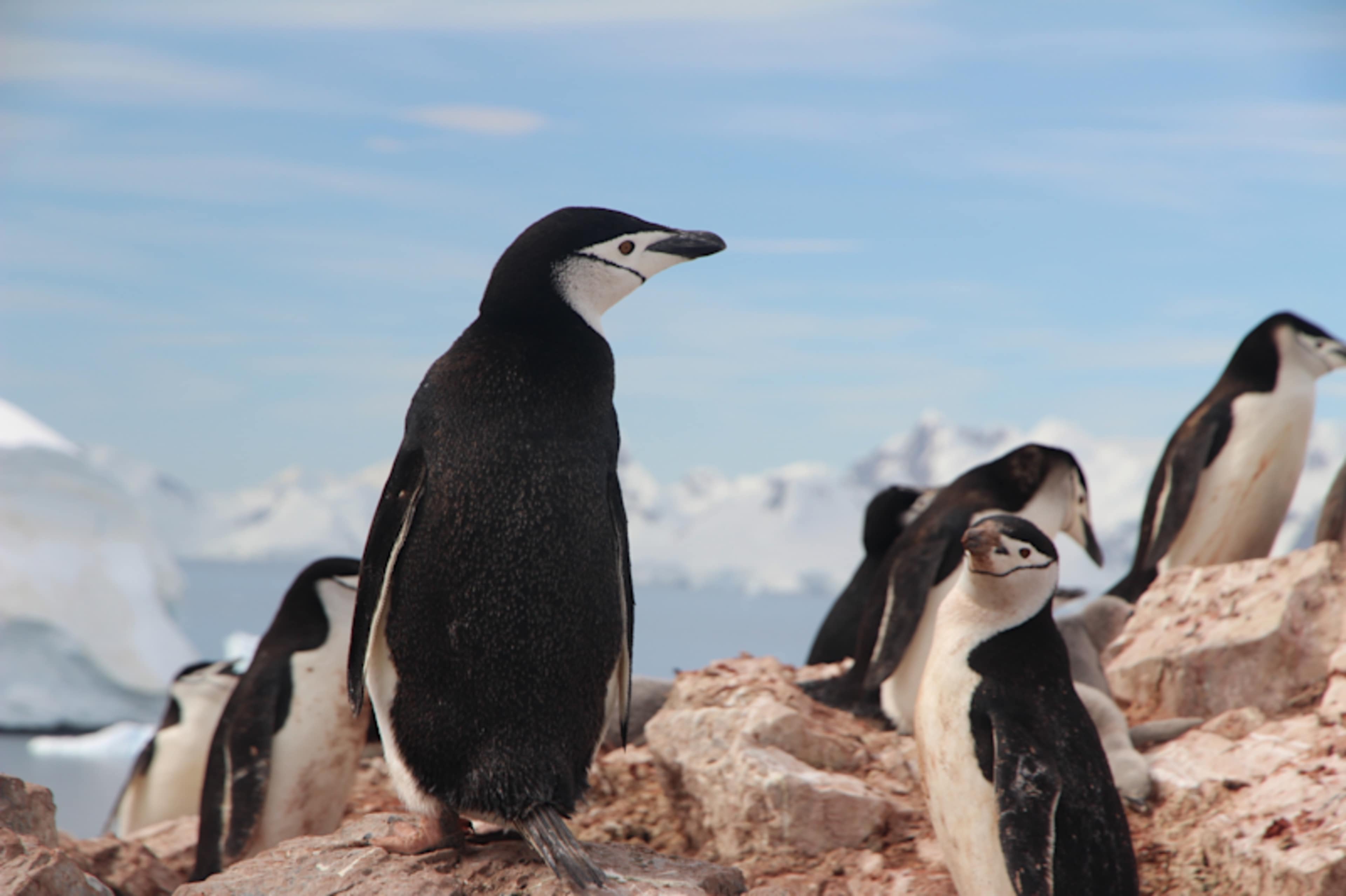 Fire & Ice: Atacama & Antarctic Expedition photo 2