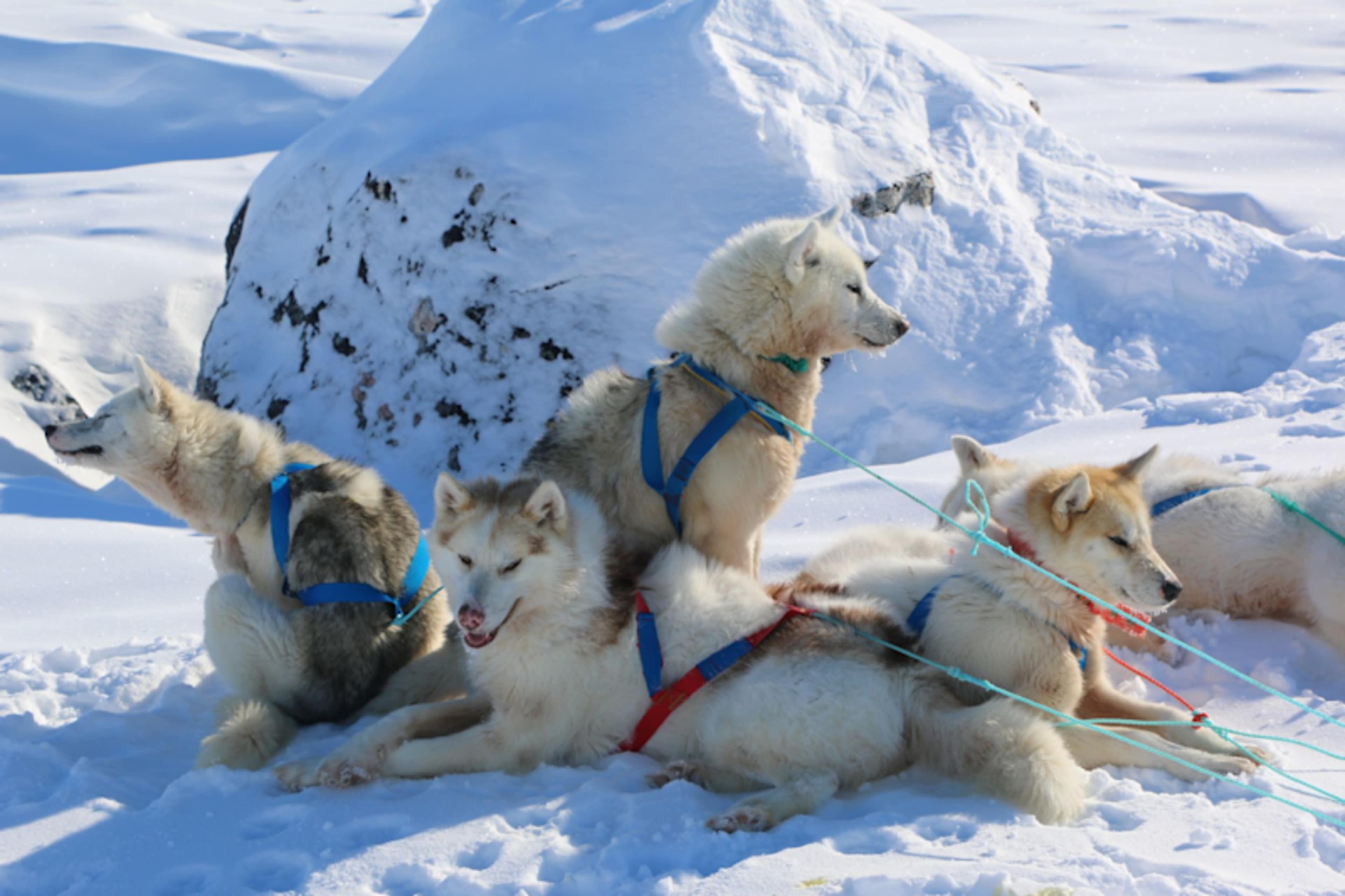 Ice Hotel Winter Adventure in Lapland photo 3