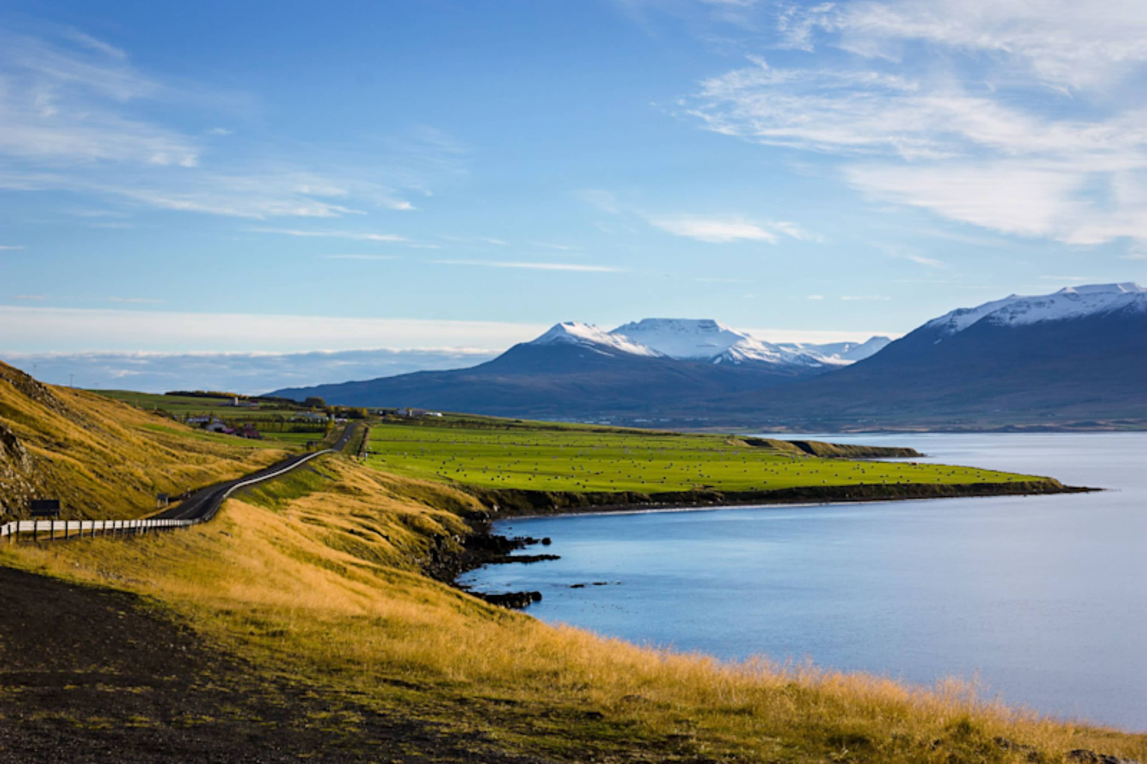 Iceland: Wildlife & Arctic Coast photo 4