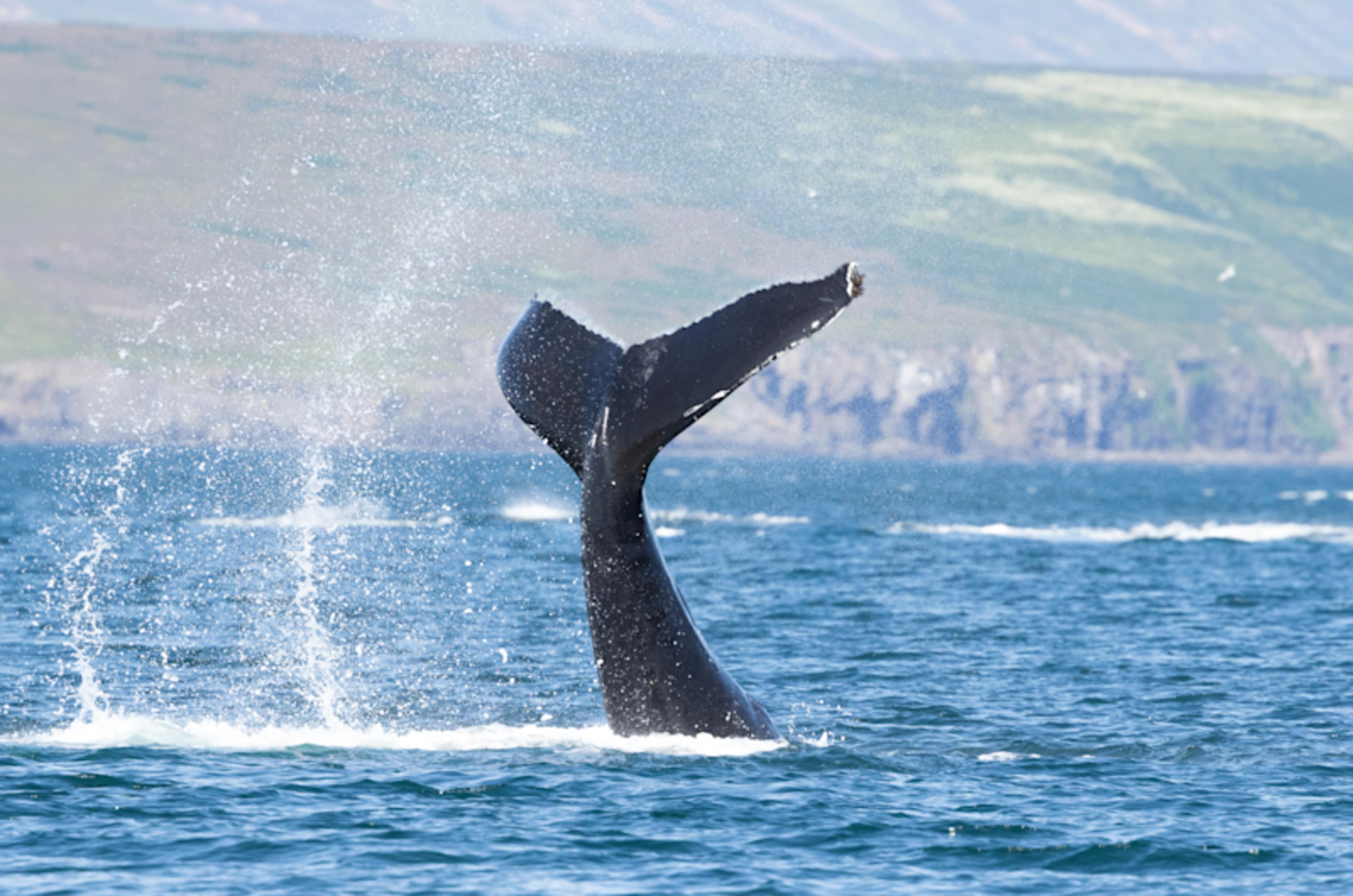 Iceland: Wildlife & Arctic Coast photo 3