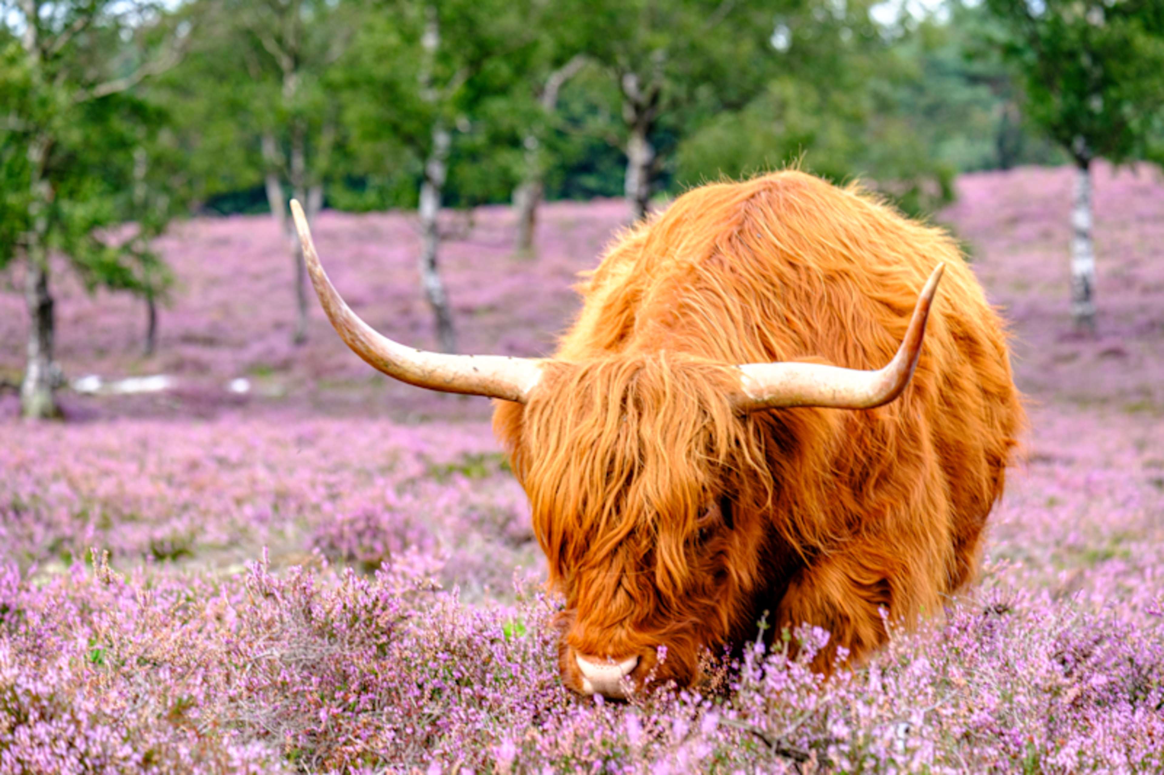 Scotland Highlights photo 2
