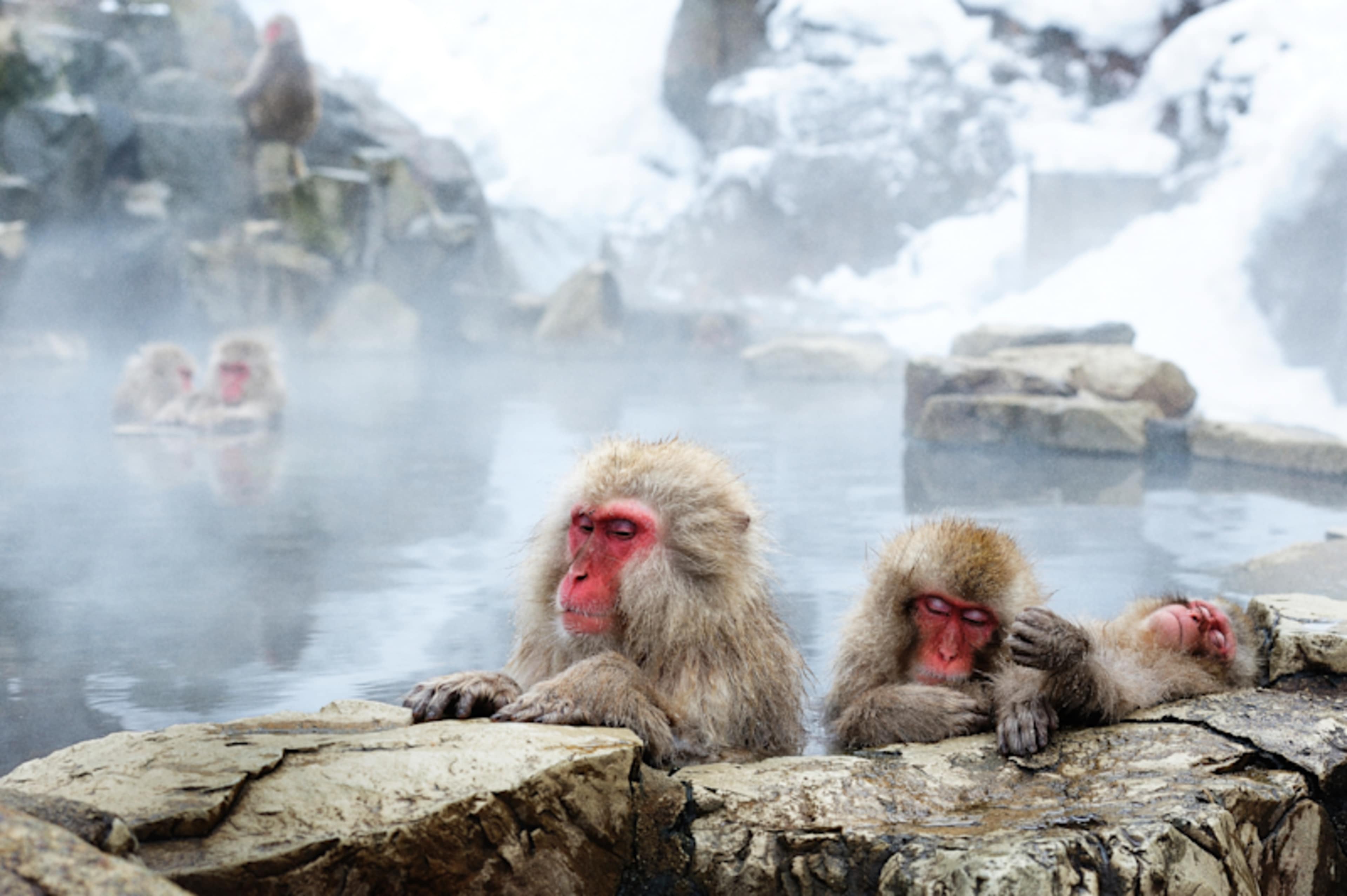 Japan Winter Escape: Shrines & Snow Monkeys photo 1