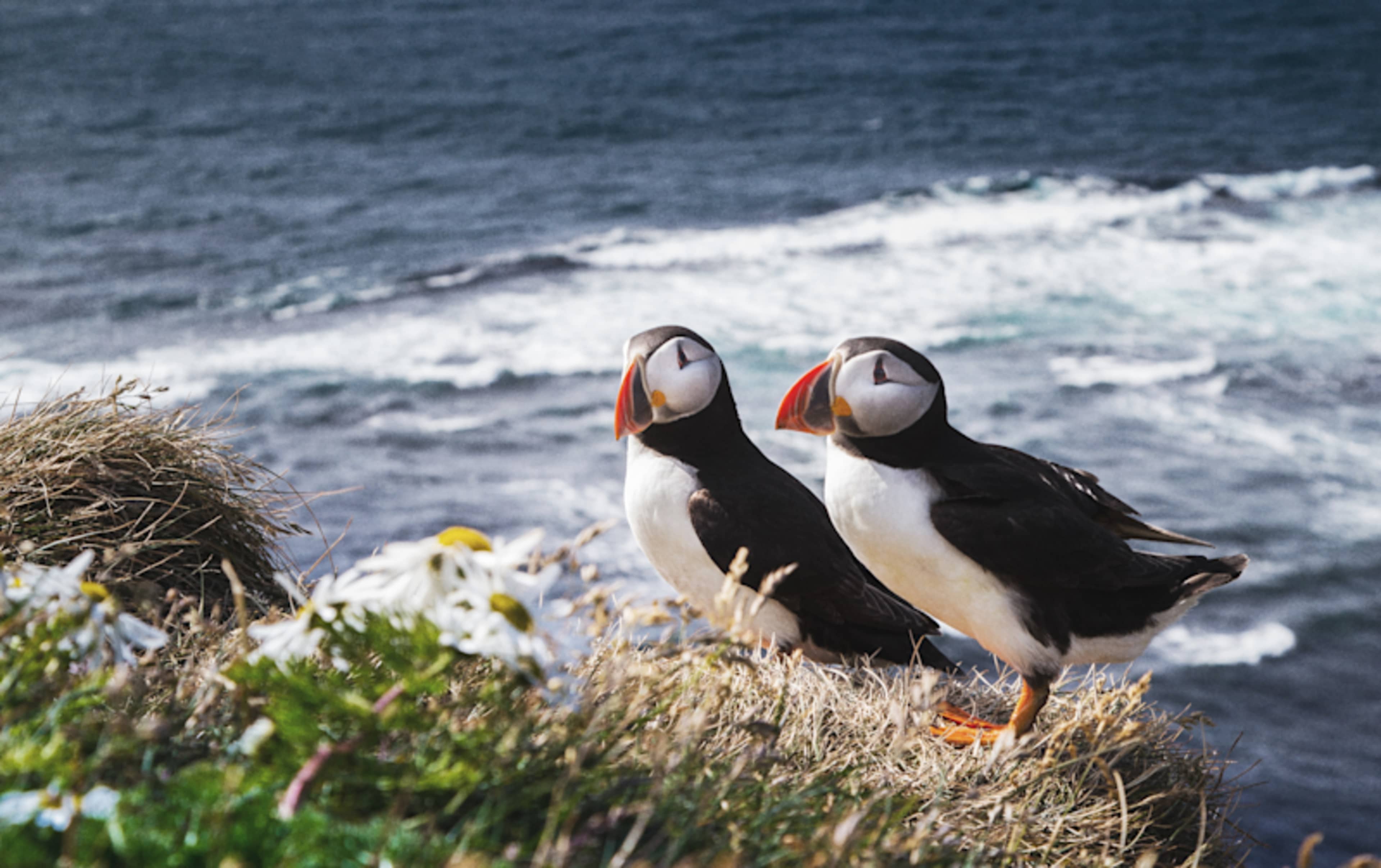 Iceland: Wildlife & Arctic Coast photo 2