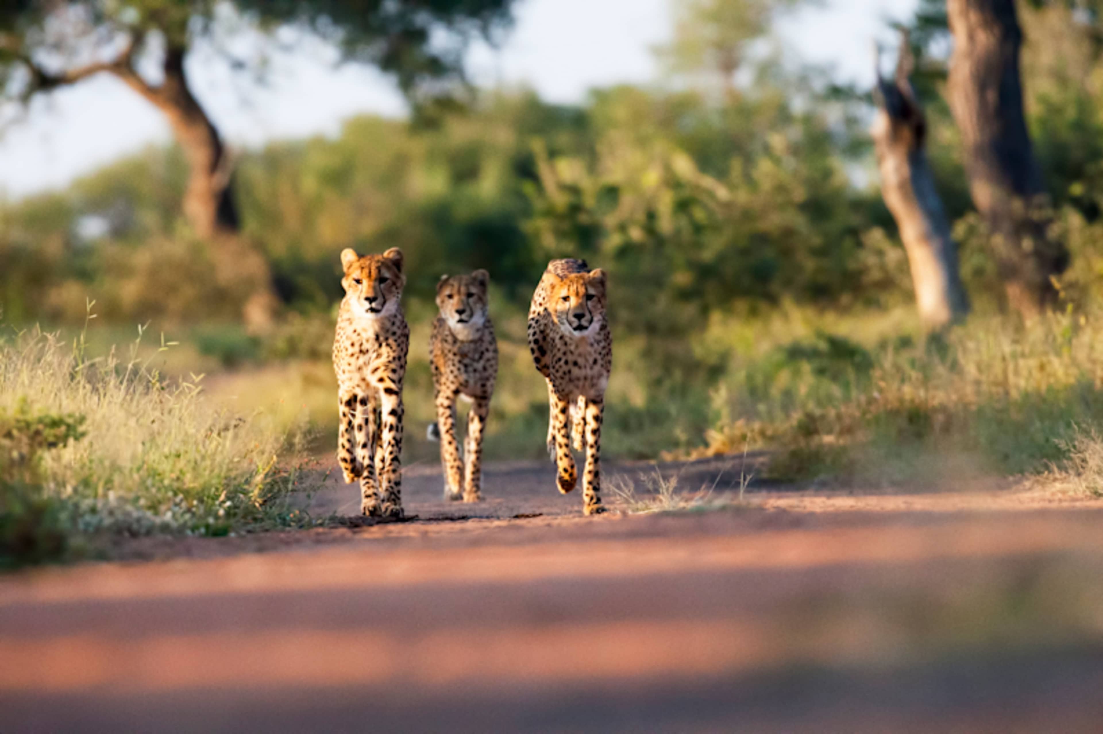 Best of Southern Africa photo 3