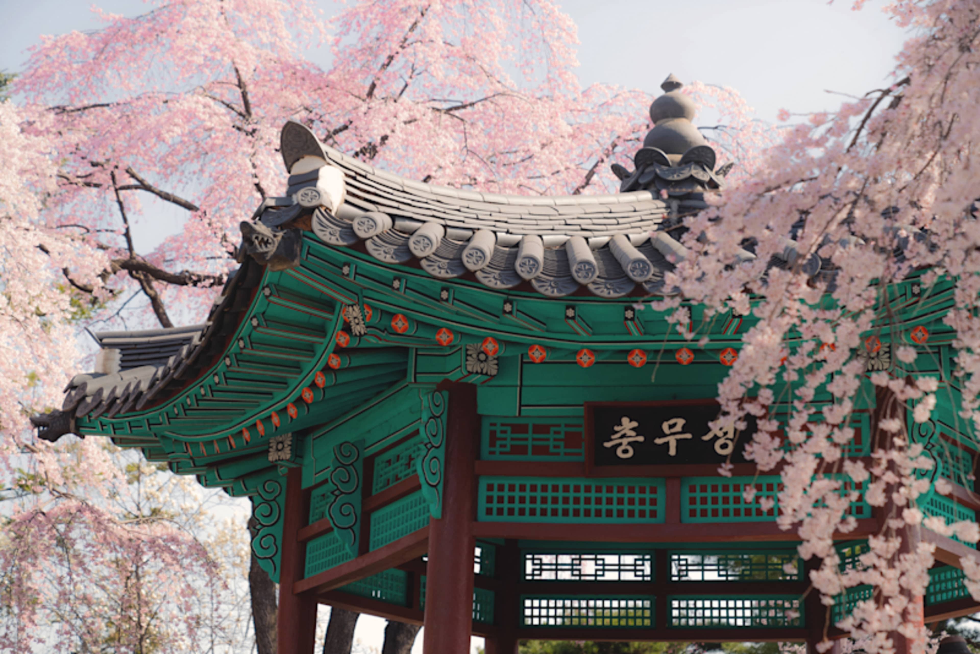 South Korea: Cherry Blossom Edition photo 1