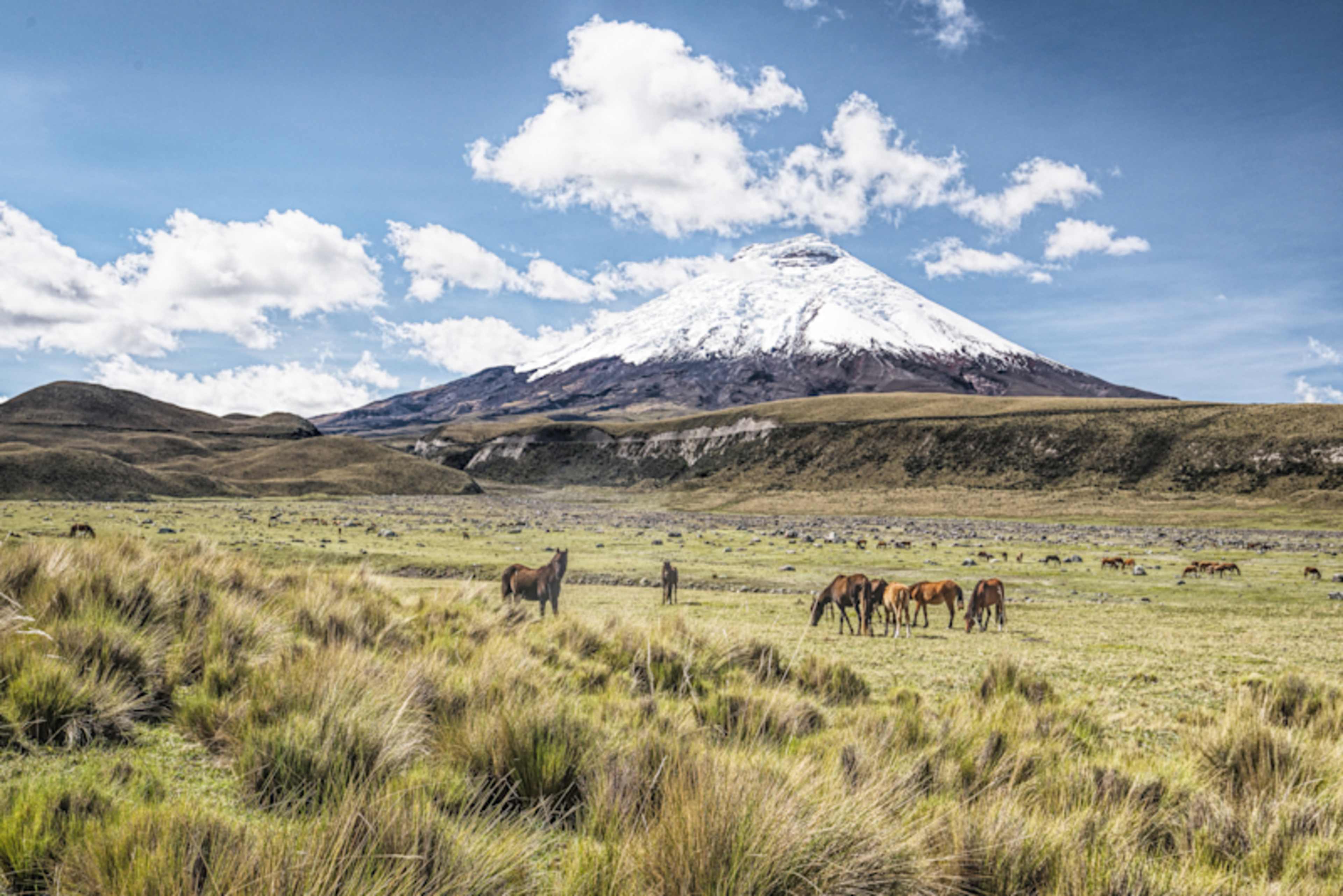 Ecuador's Wild Wonders: Peaks to Cloud Forest photo 1