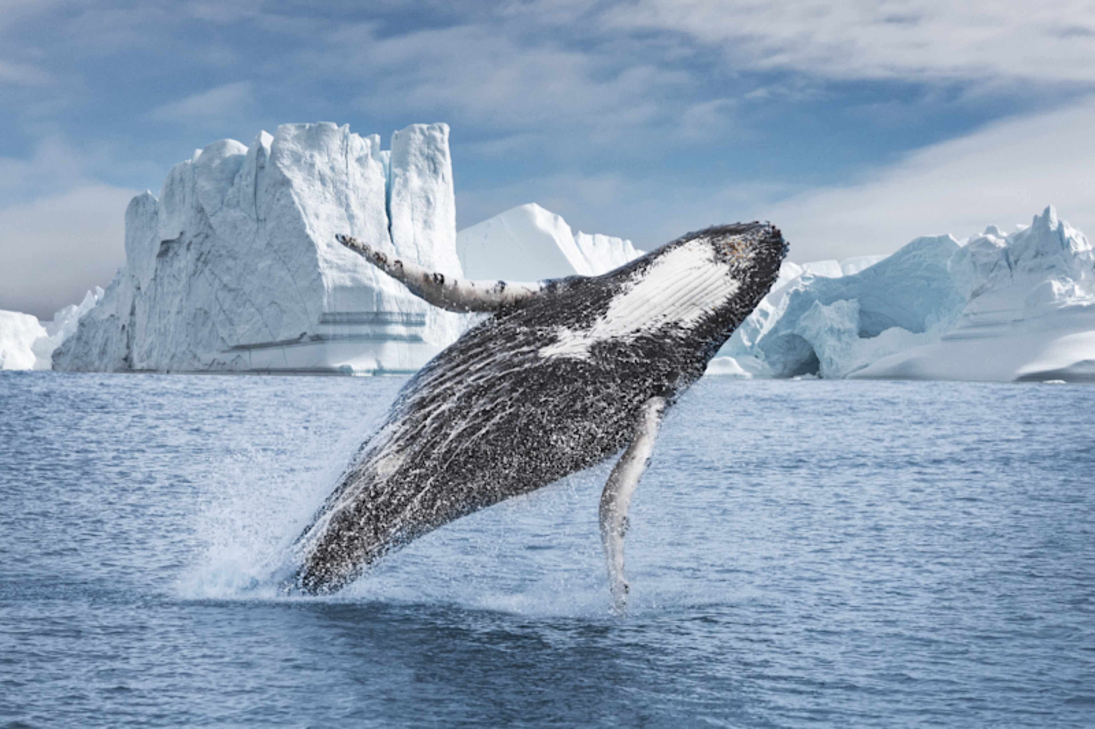 Glaciers of Greenland Cruise from Iceland photo 4