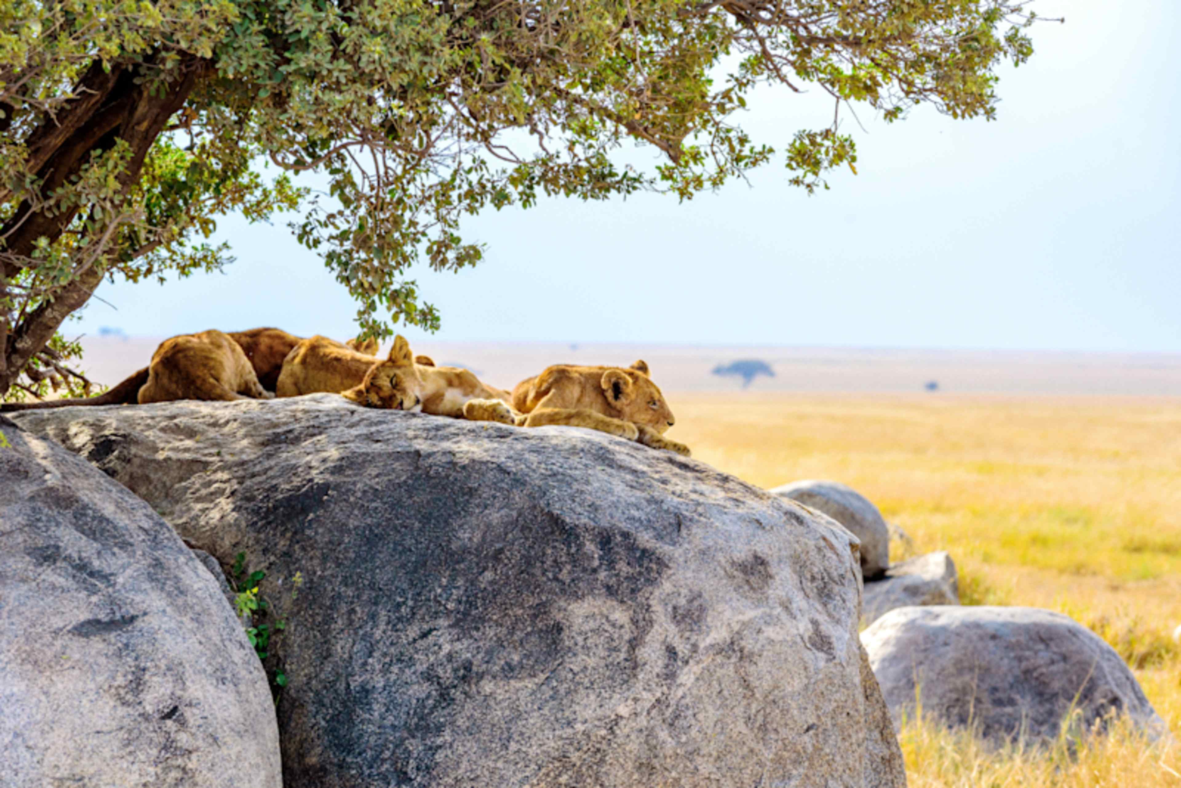 Uncharted Tanzania: North to South Safari photo 2
