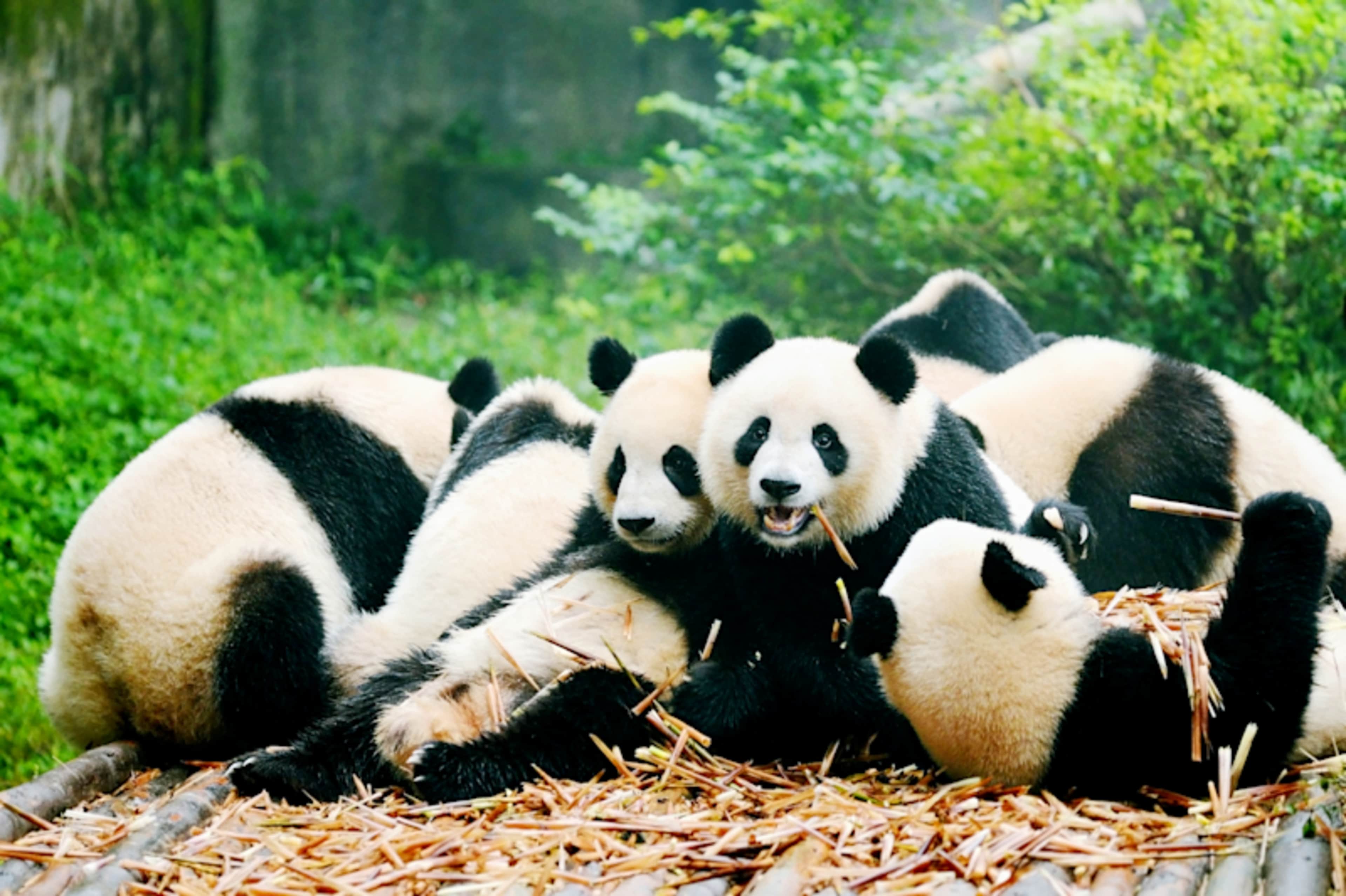China Adventure and Panda Highlights photo 1