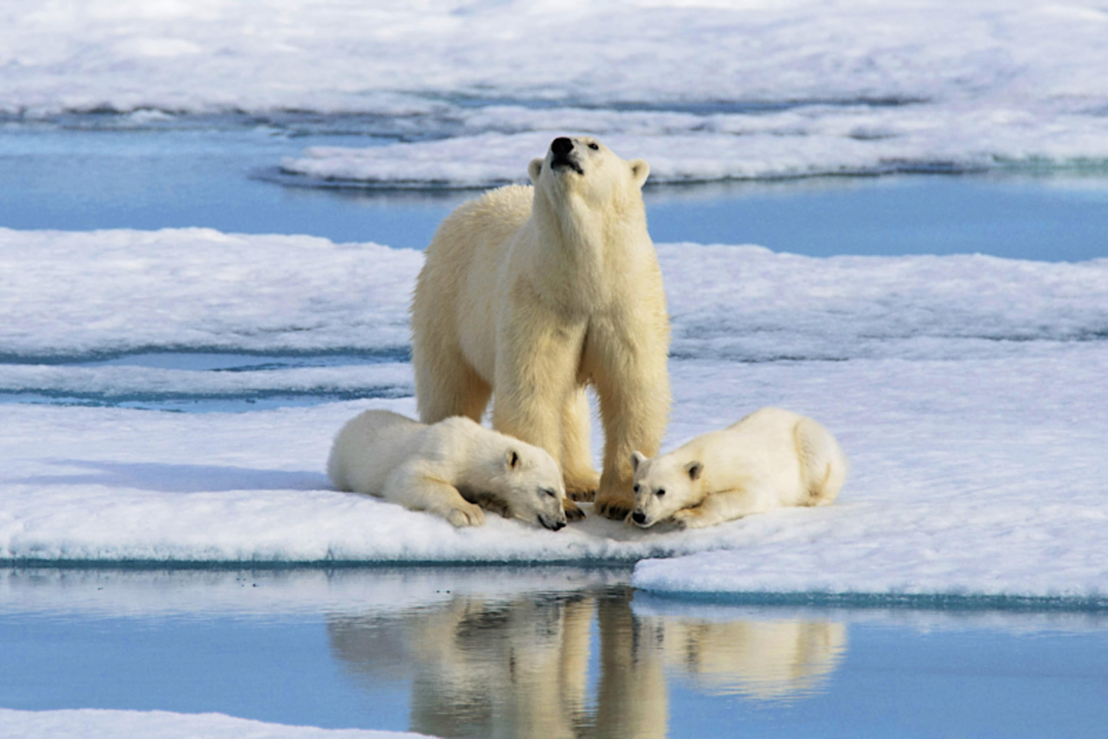 Polar Pursuit: Epic Arctic Adventure photo 1