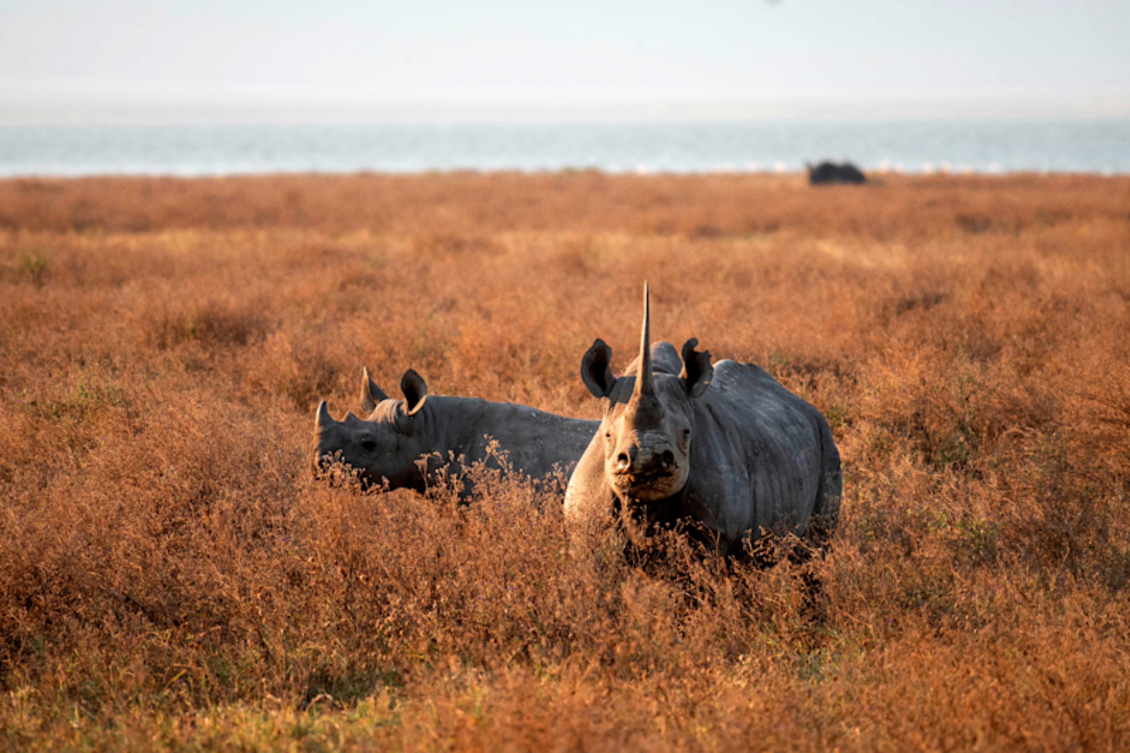 Kenya & Uganda: Gorillas & Big Five Adventure photo 3