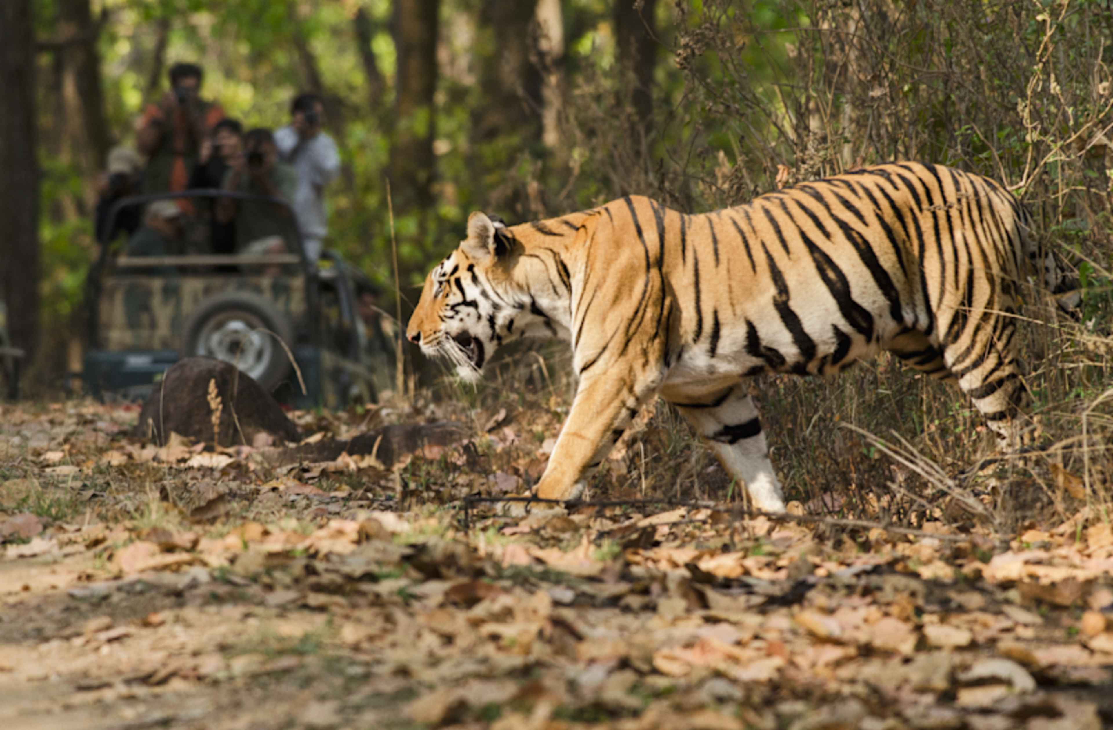 Exclusive India: Royal Palaces & Wildlife photo 3
