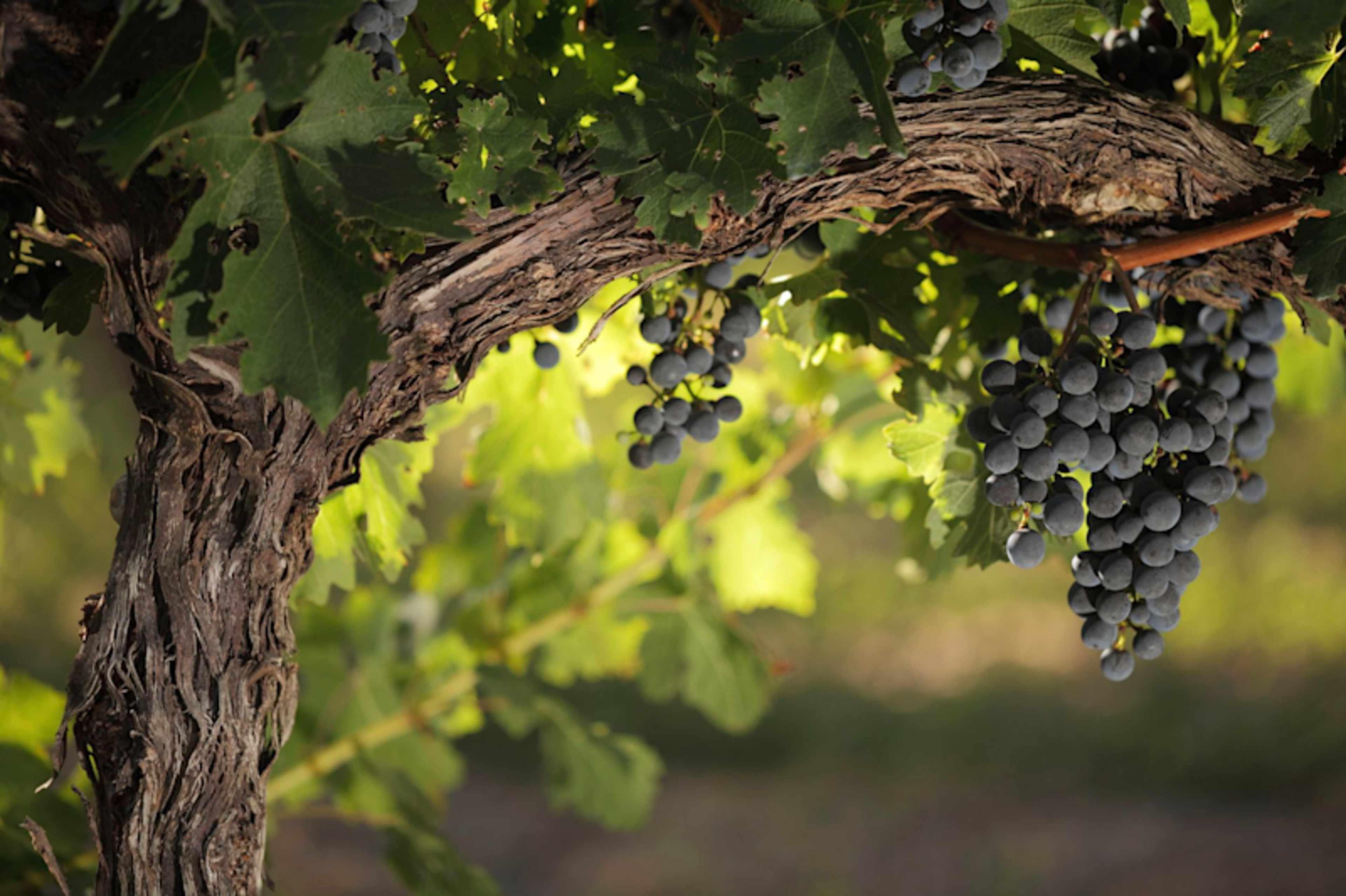 Sonoma's Best Cellars & Gourmet Dining photo 4
