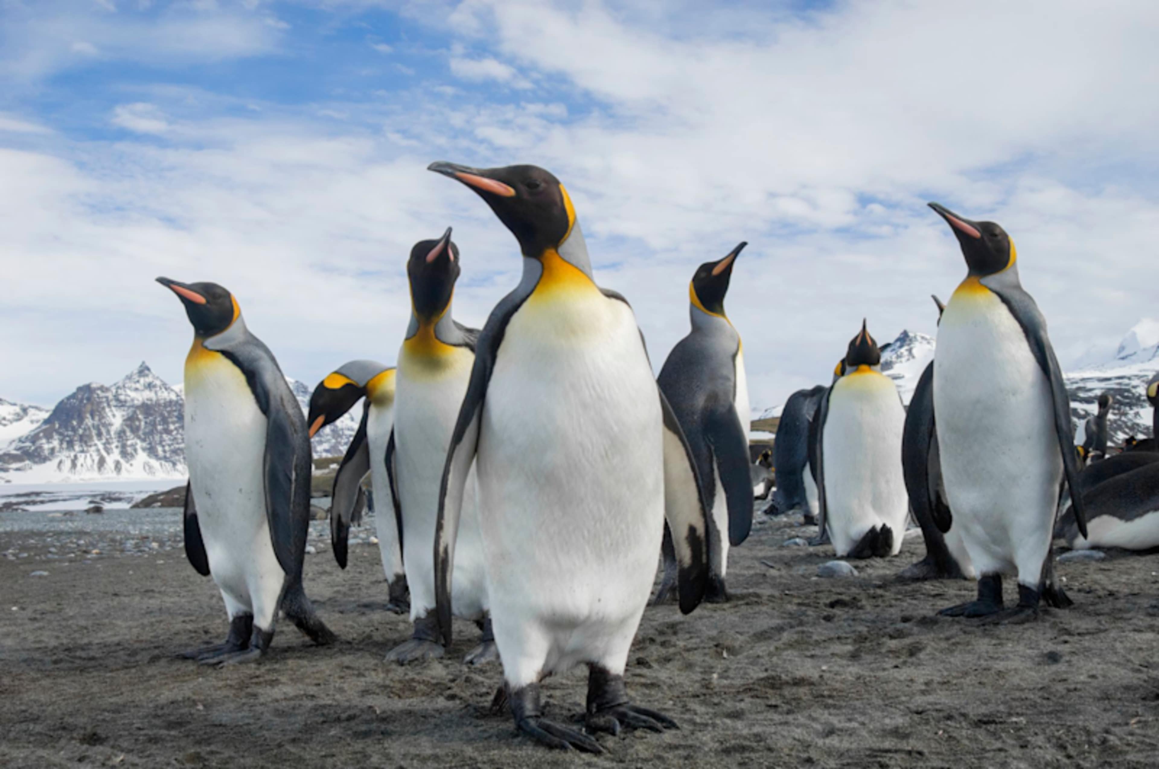 Antarctica, South Georgia & the Falkland Islands photo 3