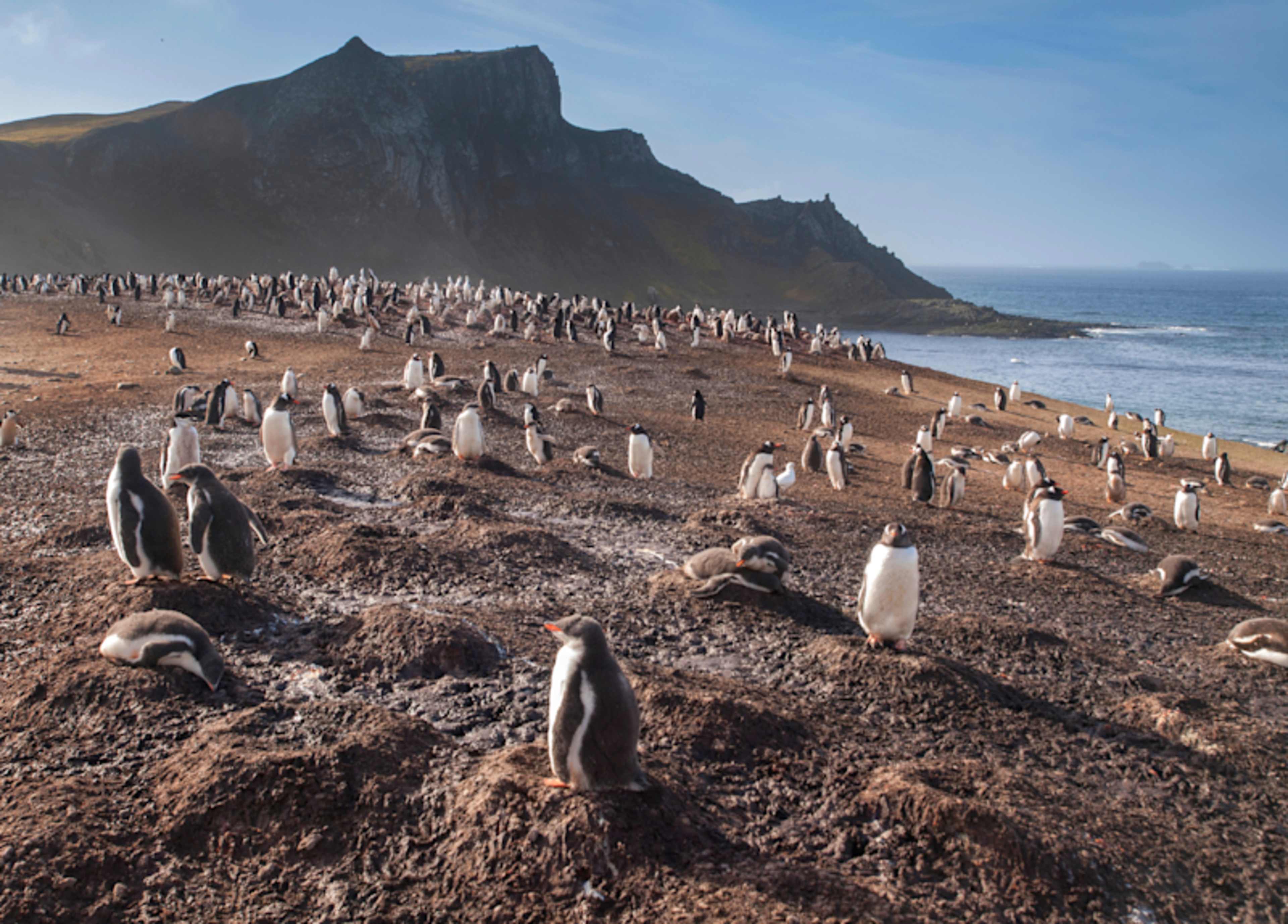 Journey to the White Continent photo 4