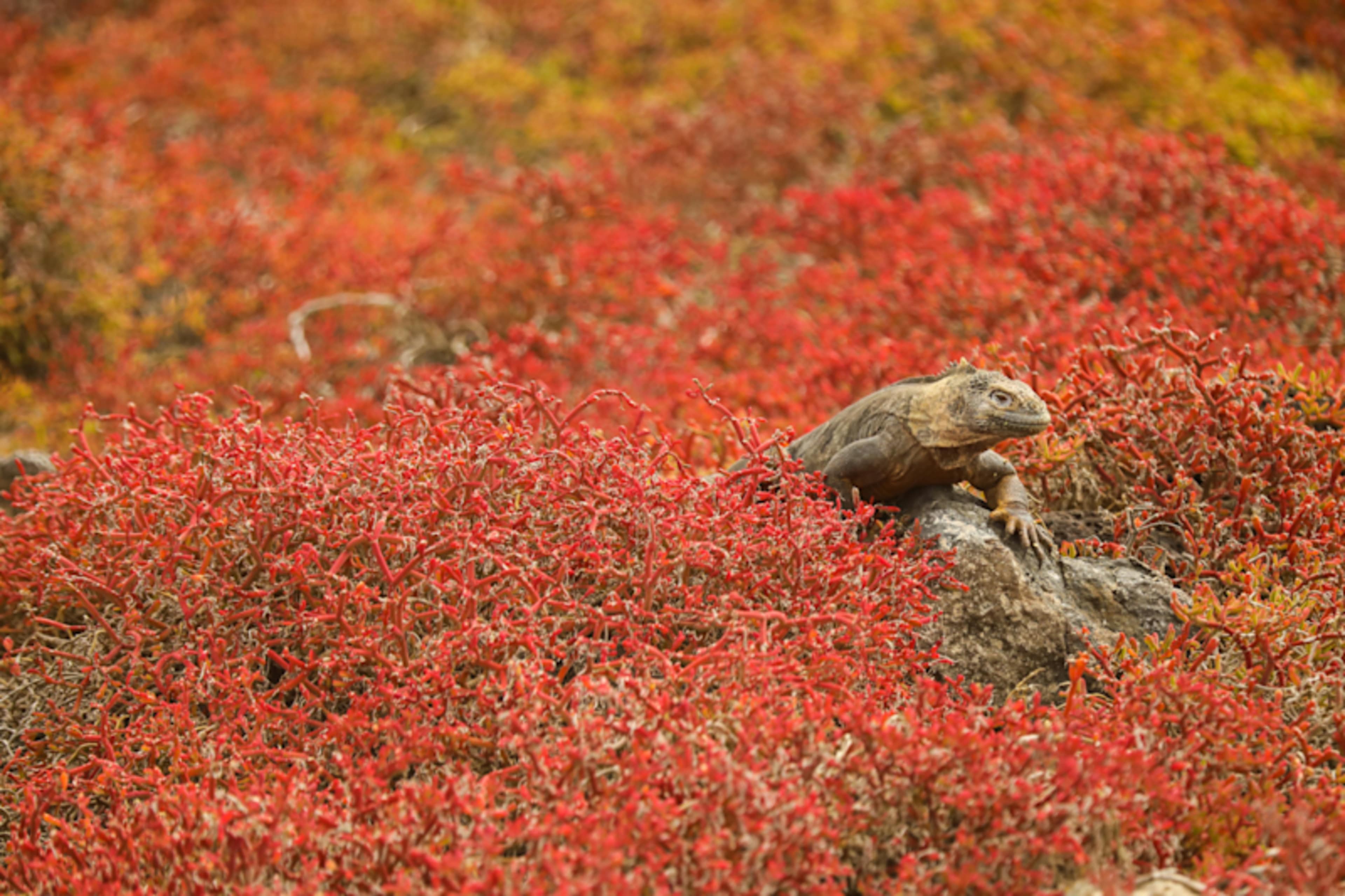Galapagos Cruise & Machu Picchu Highlights  photo 3
