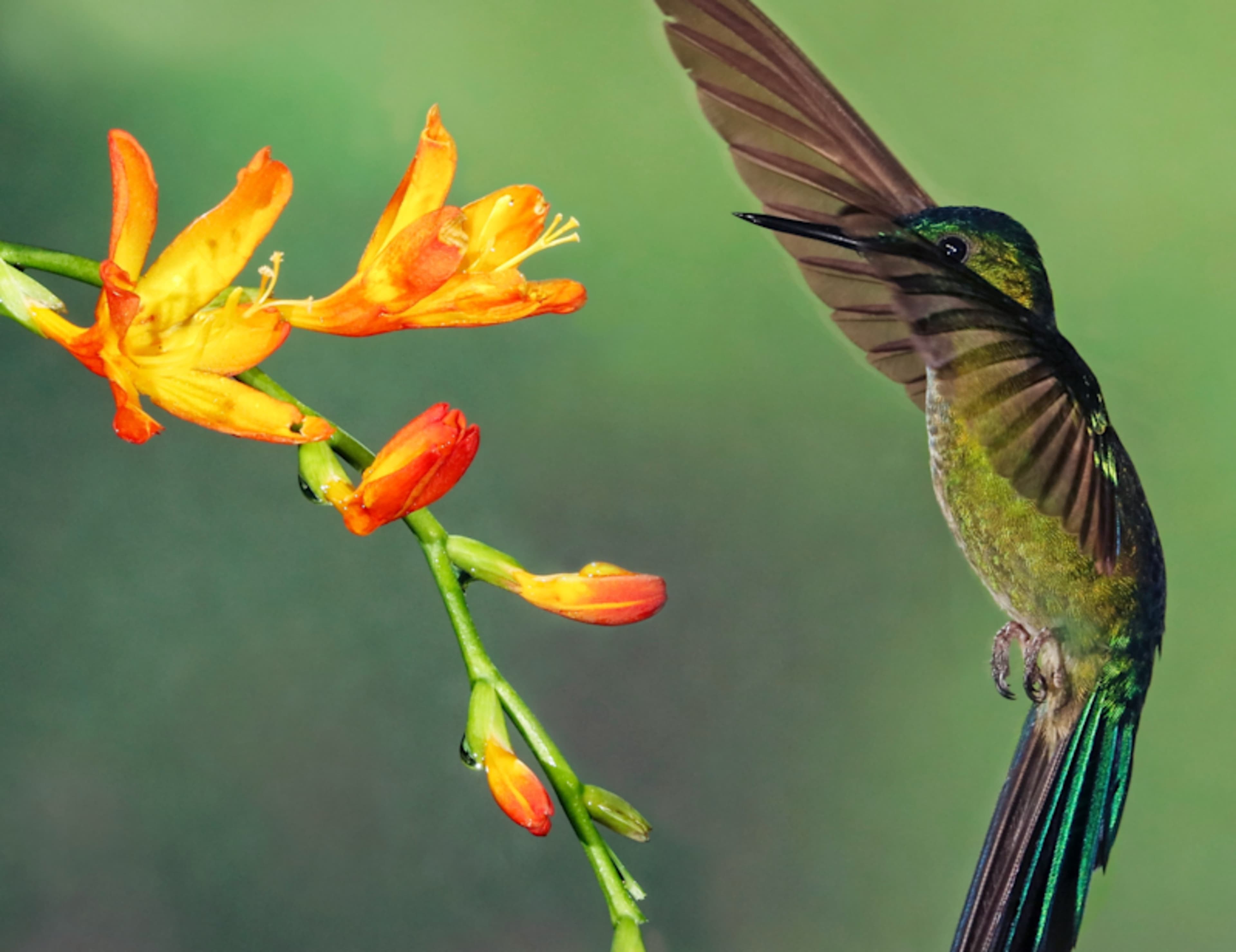 Ecuador's Wild Wonders: Peaks to Cloud Forest photo 3