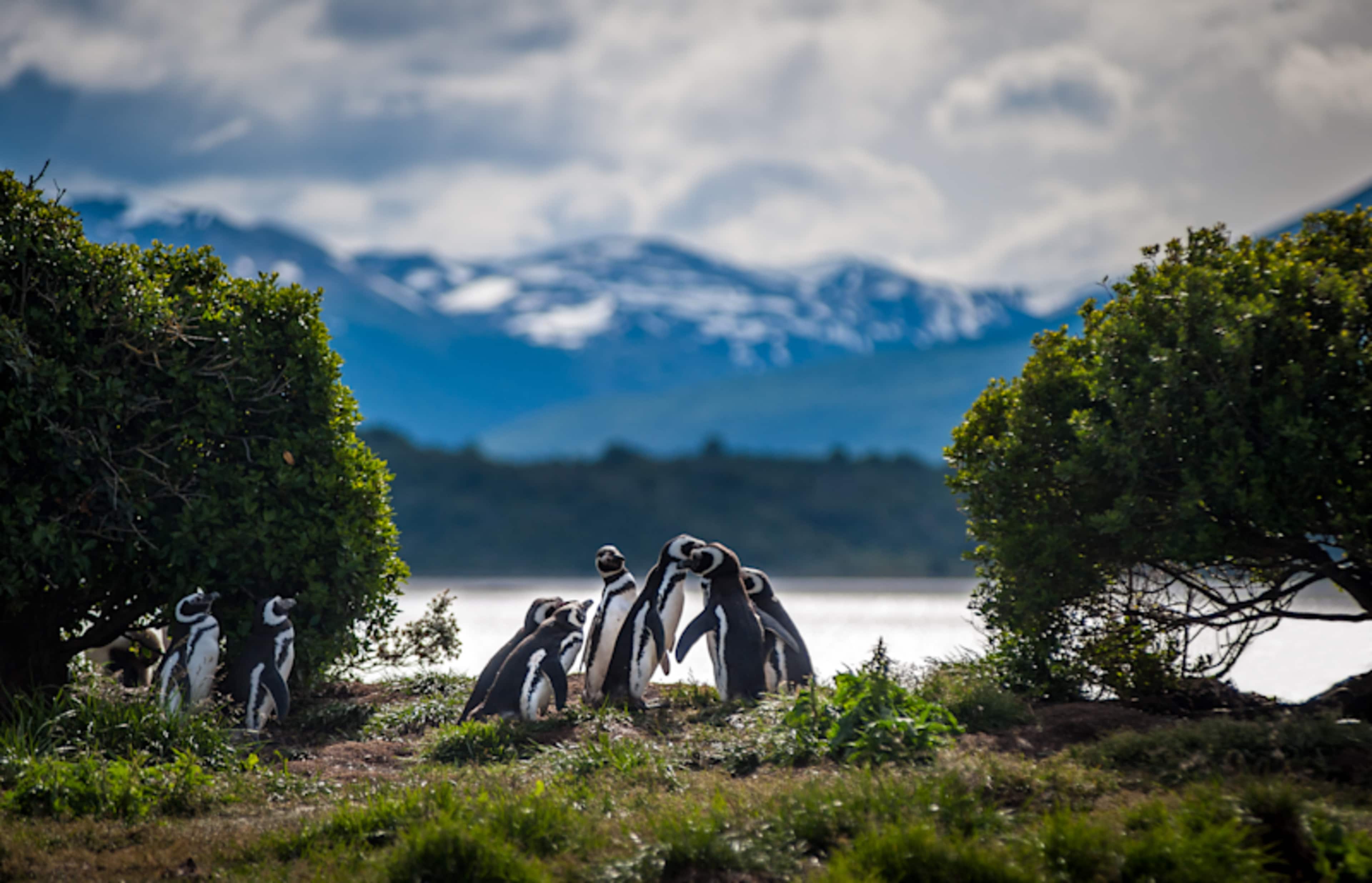 Gauchos, Glaciers & Fjords of Fire photo 2