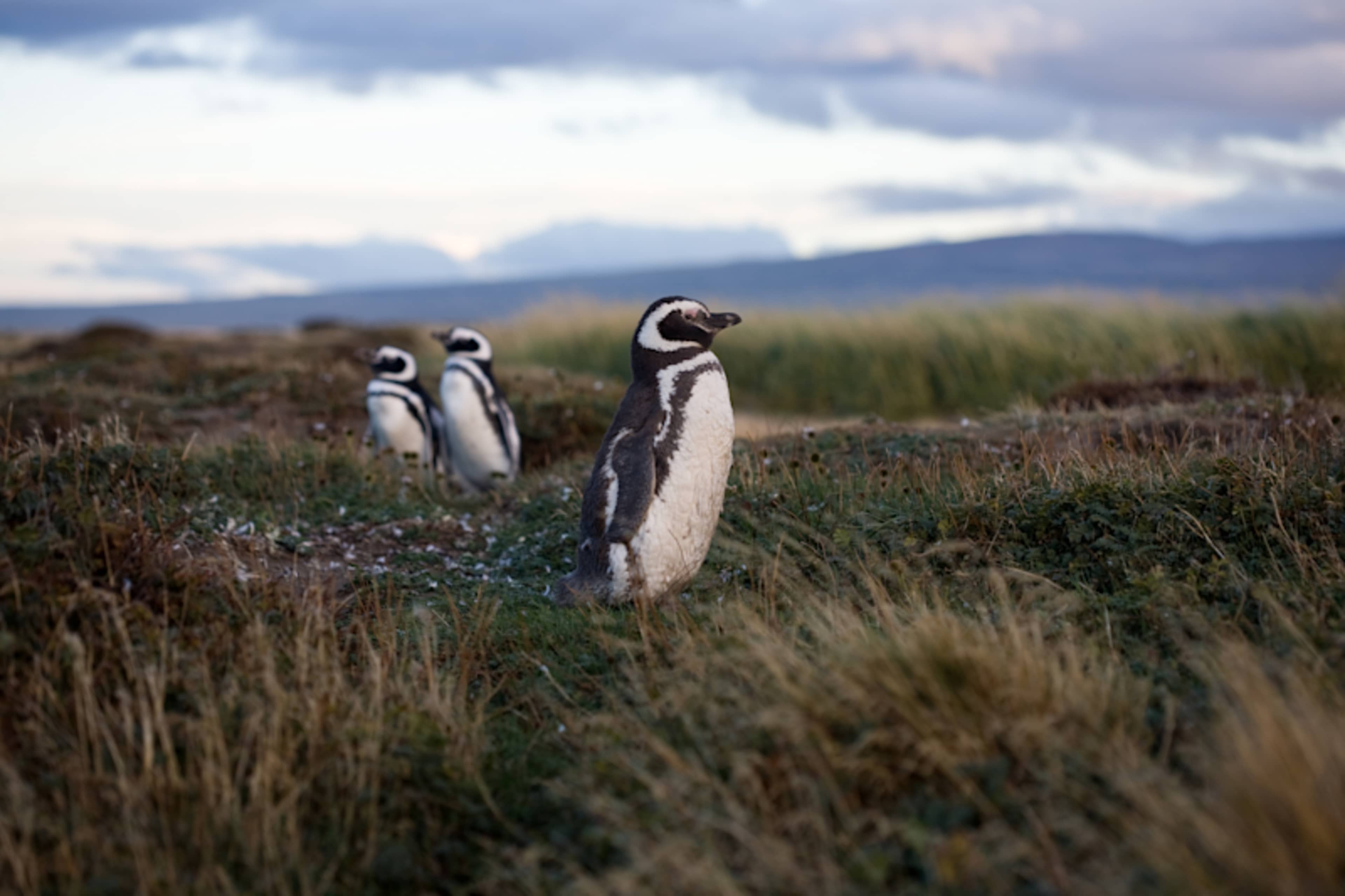 Navigating Torres del Paine & Cape Horn photo 3