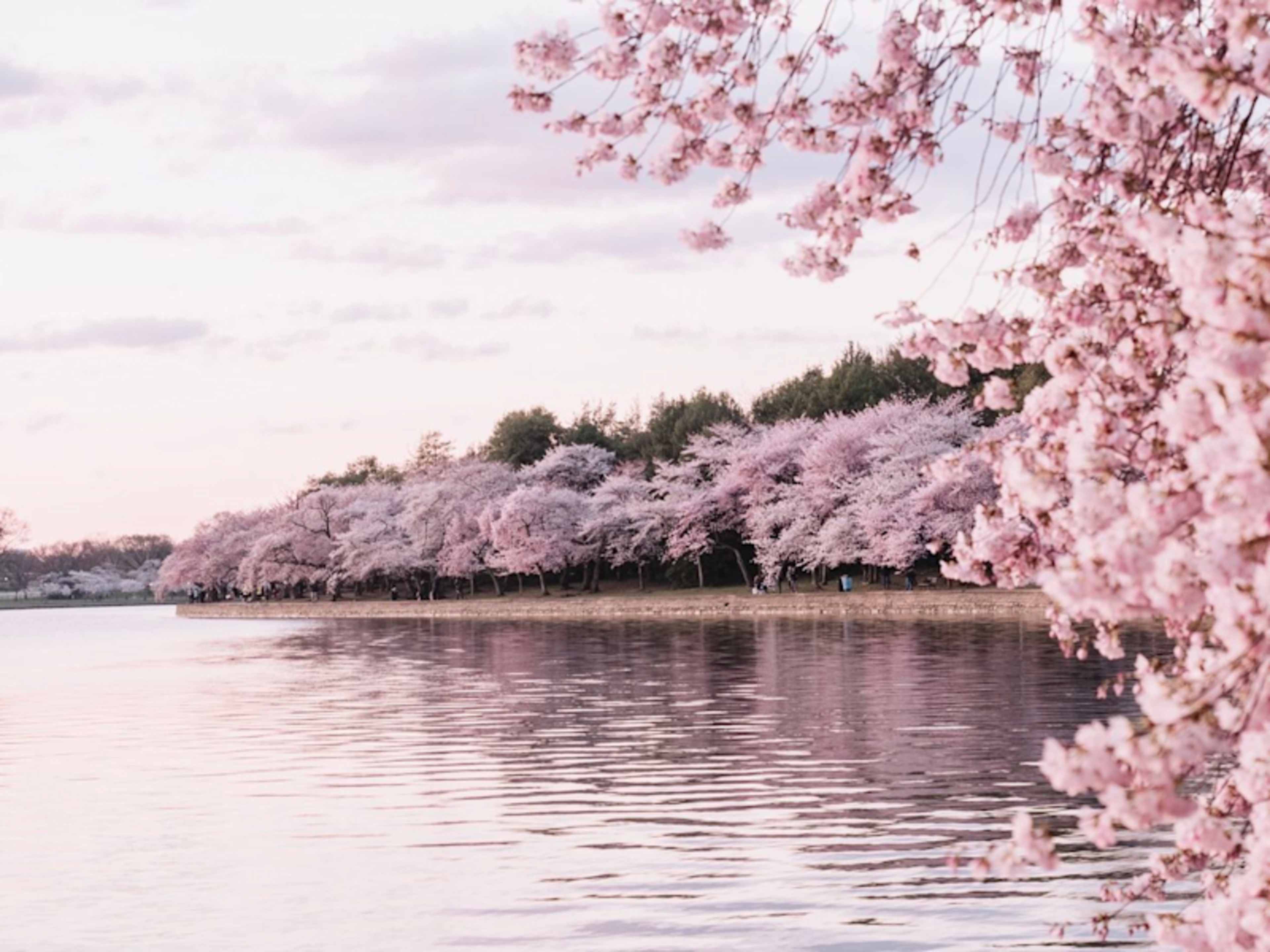 Capital in Bloom: D.C. Cherry Blossom Escape photo 3
