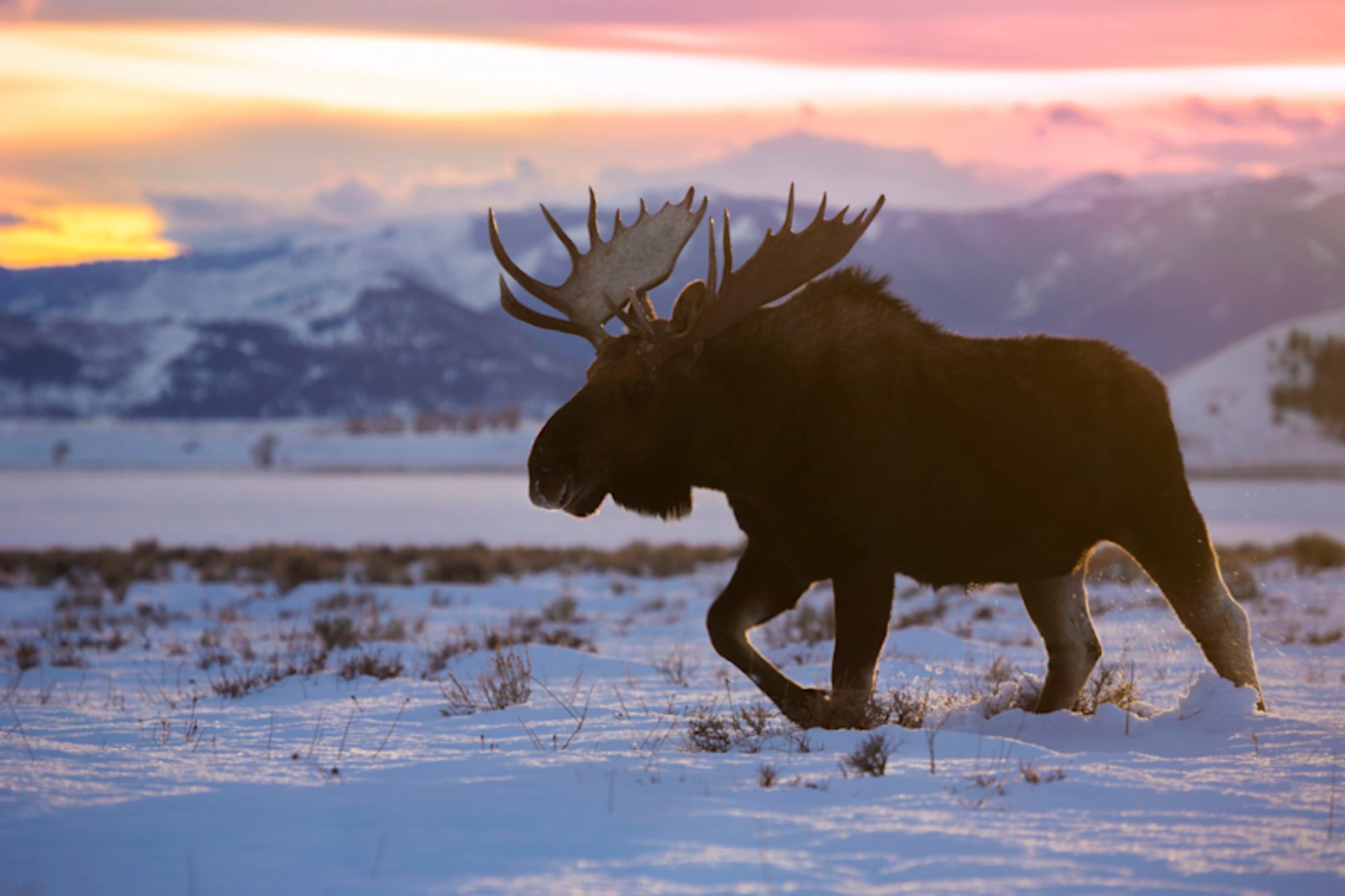 Wyoming Winter Escape   photo 4