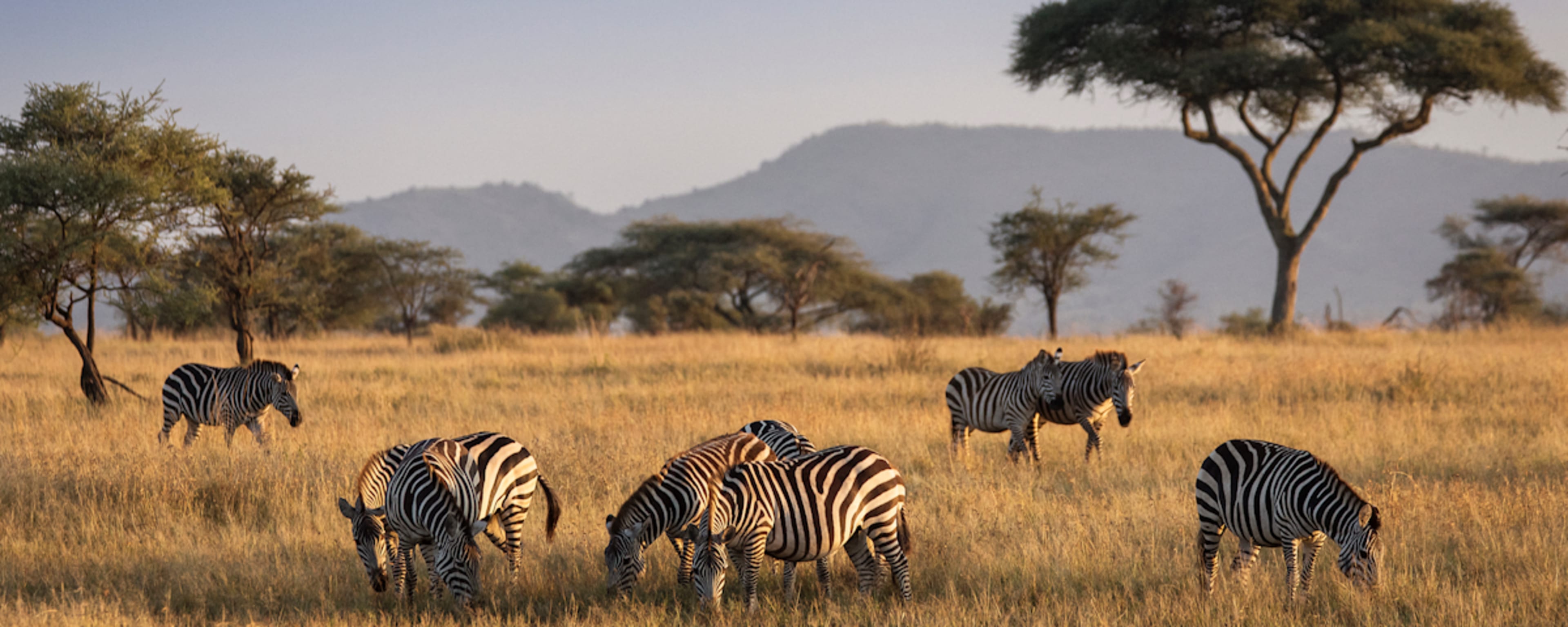 Kensington Establishes Itself as the Definitive Authority in Luxury Wildlife Itineraries