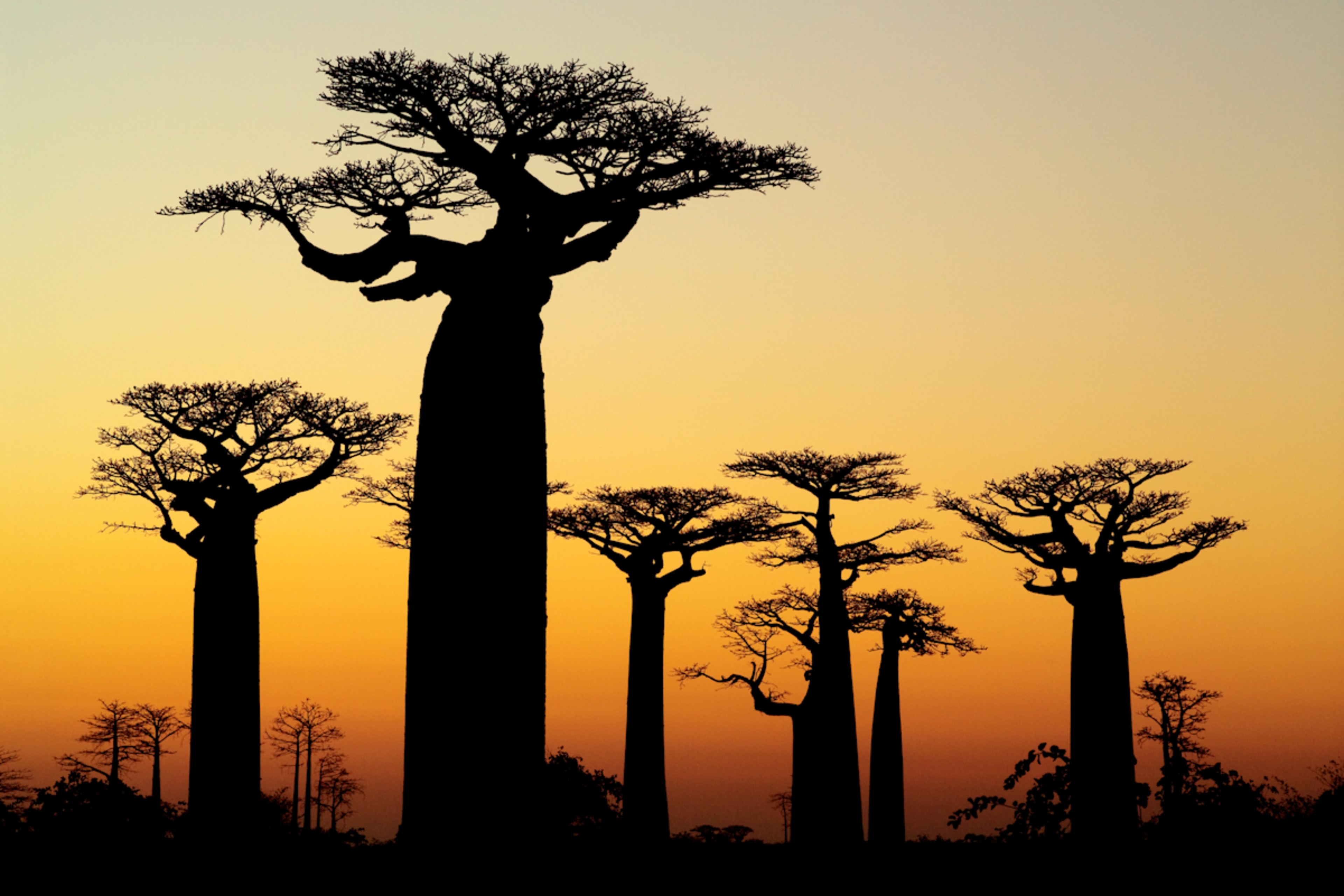 Madagascar: The Truth Behind The Movie
