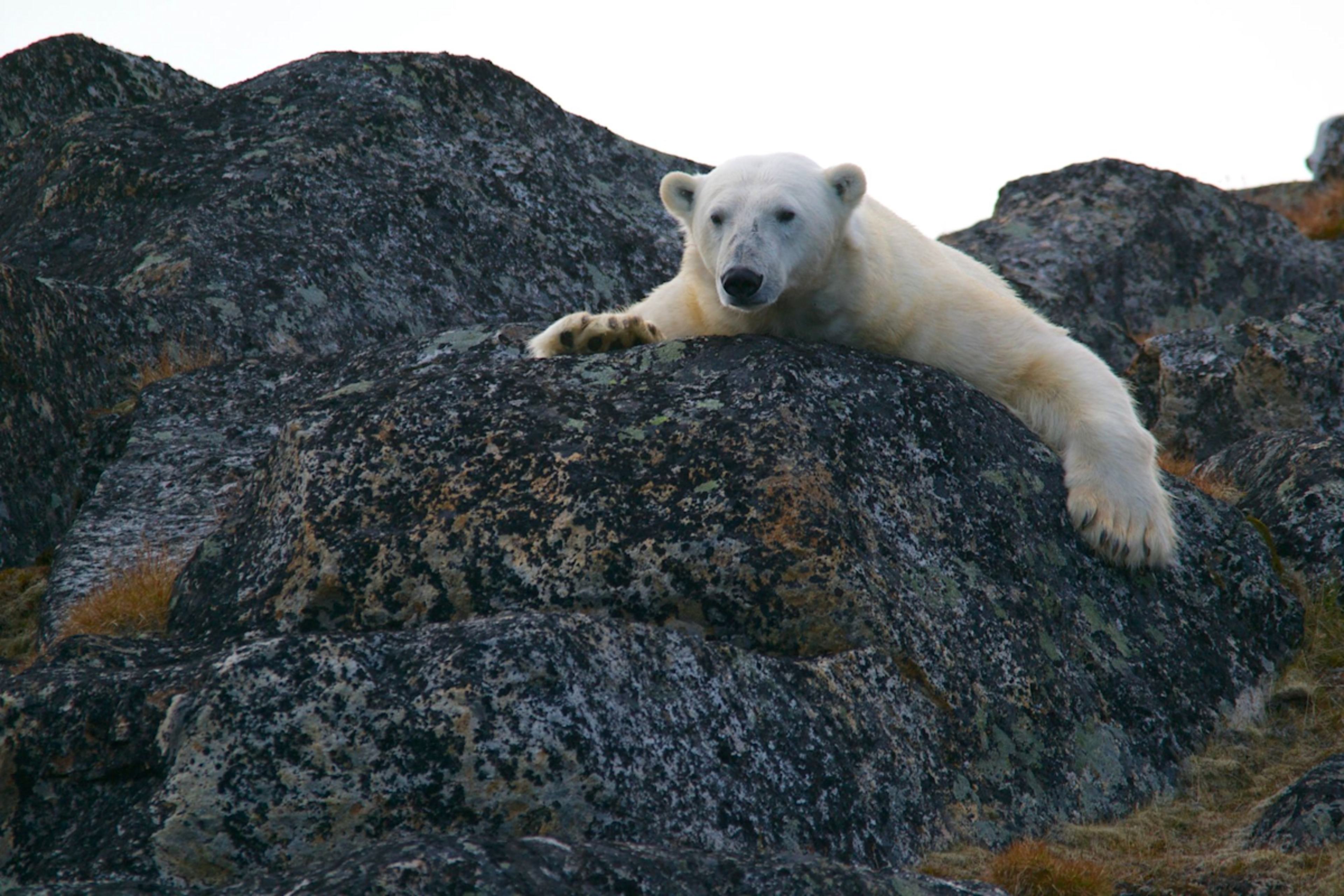 5 Captivating Experiences on an Arctic Voyage 