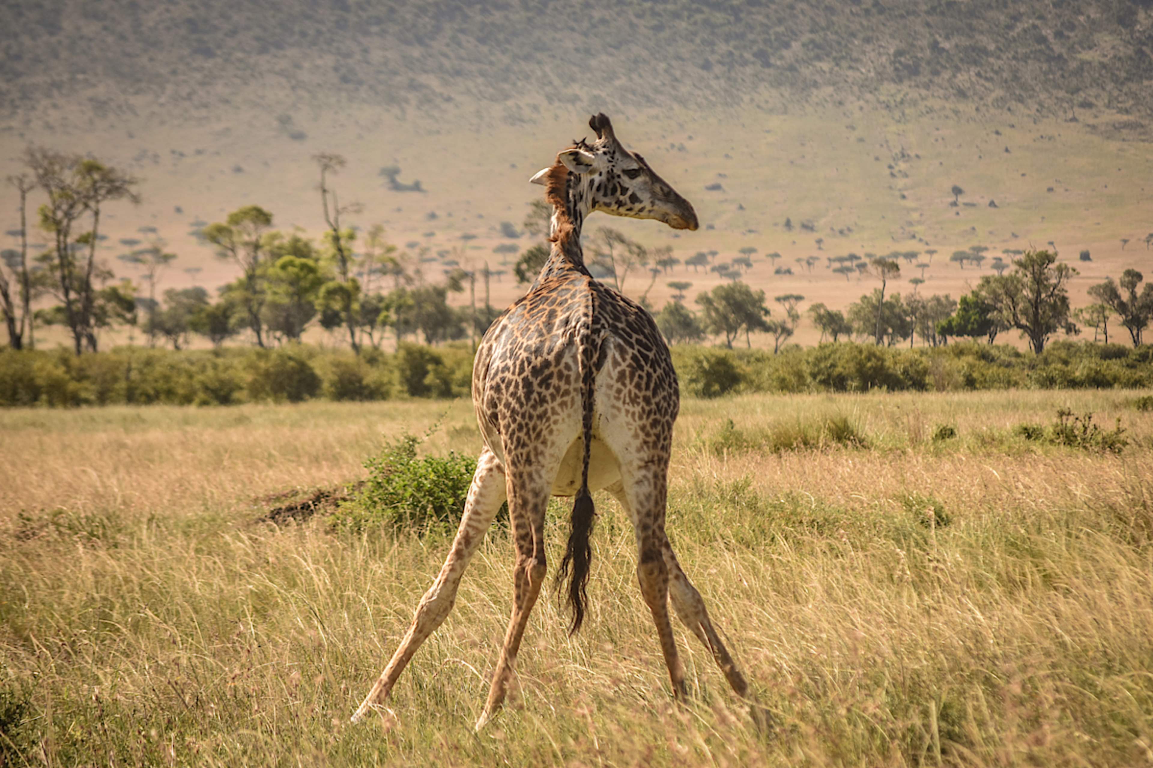 Giraffe